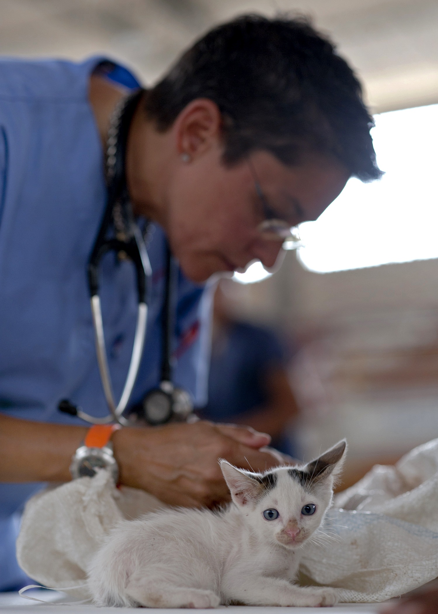 white, stethoscope, pets, mammal, whisker, occupation, looking, black, domestic, domestic animals, 1080P, man, vet, one animal, domestic cat, care, kitty, Phone HD Wallpaper