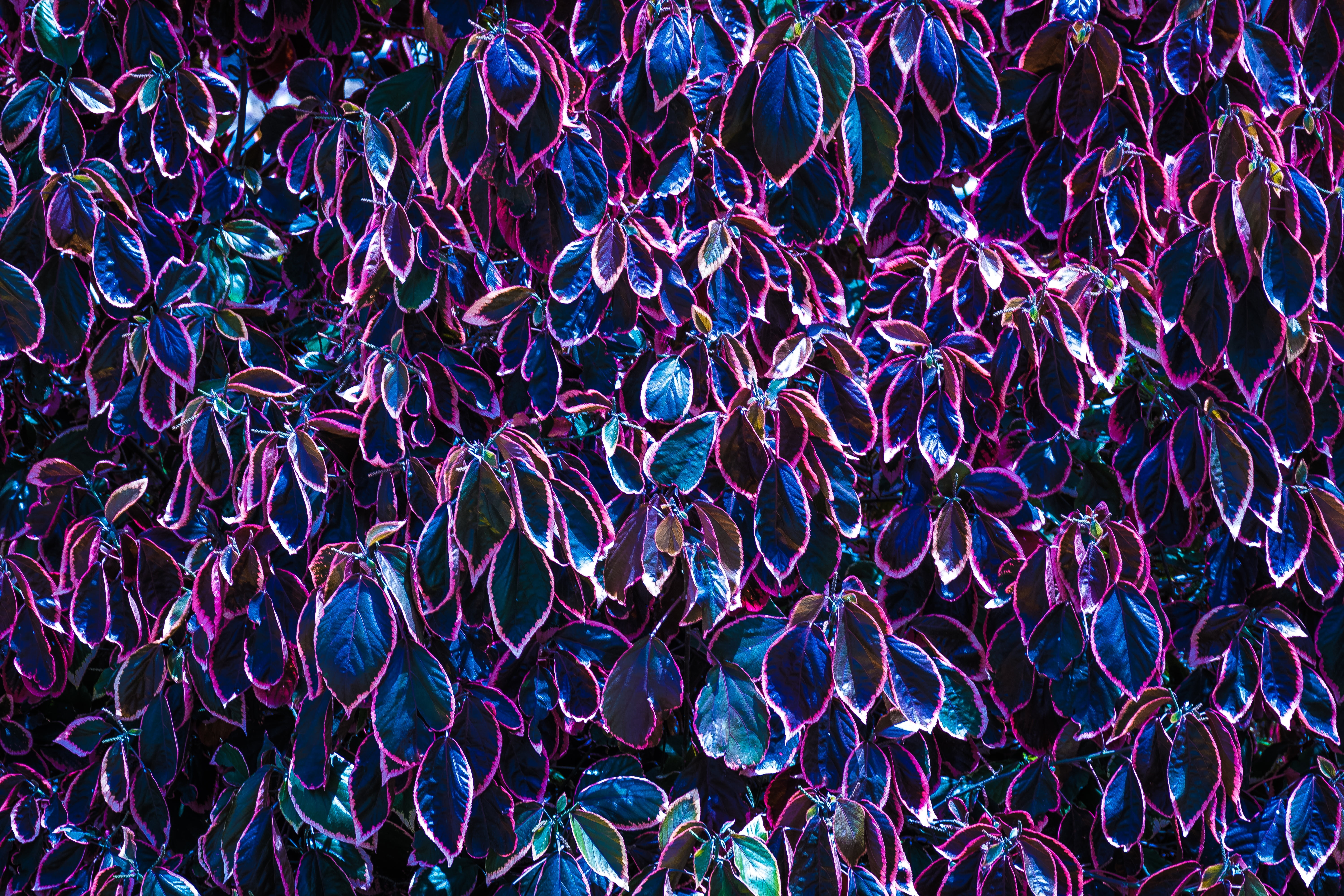 still life, gran canaria, leaf, pattern, photo, abundance, jewelry, purple, multi Colored, garden, plant, abstract backgrounds, textured, summer, large group of objects, HD Wallpaper