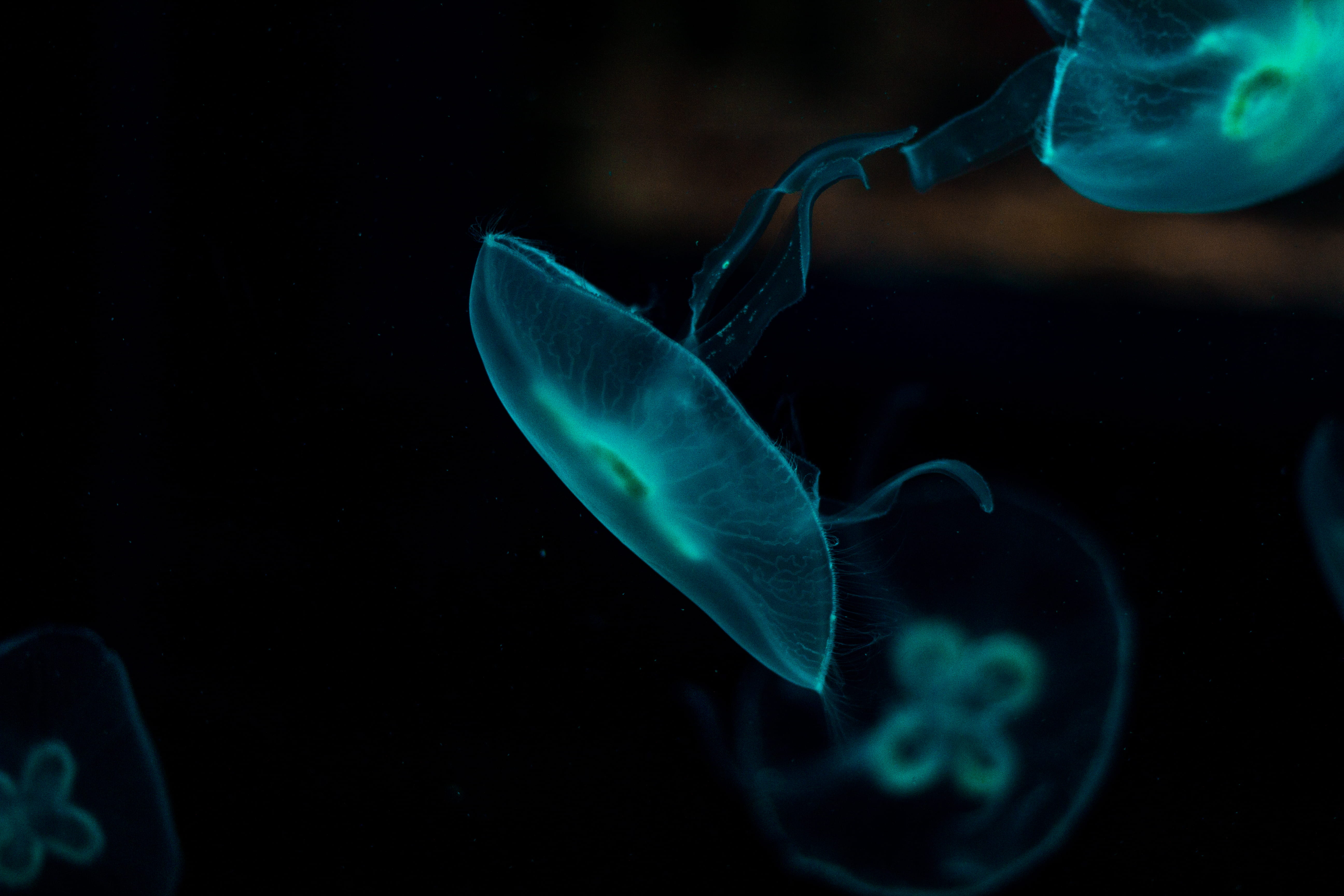 fish, aquarium, swimming, black background, poisonous, undersea, dark, dom, feeling, bright, water, vertebrate, stunning, zoo, blue, floating on water, HD Wallpaper