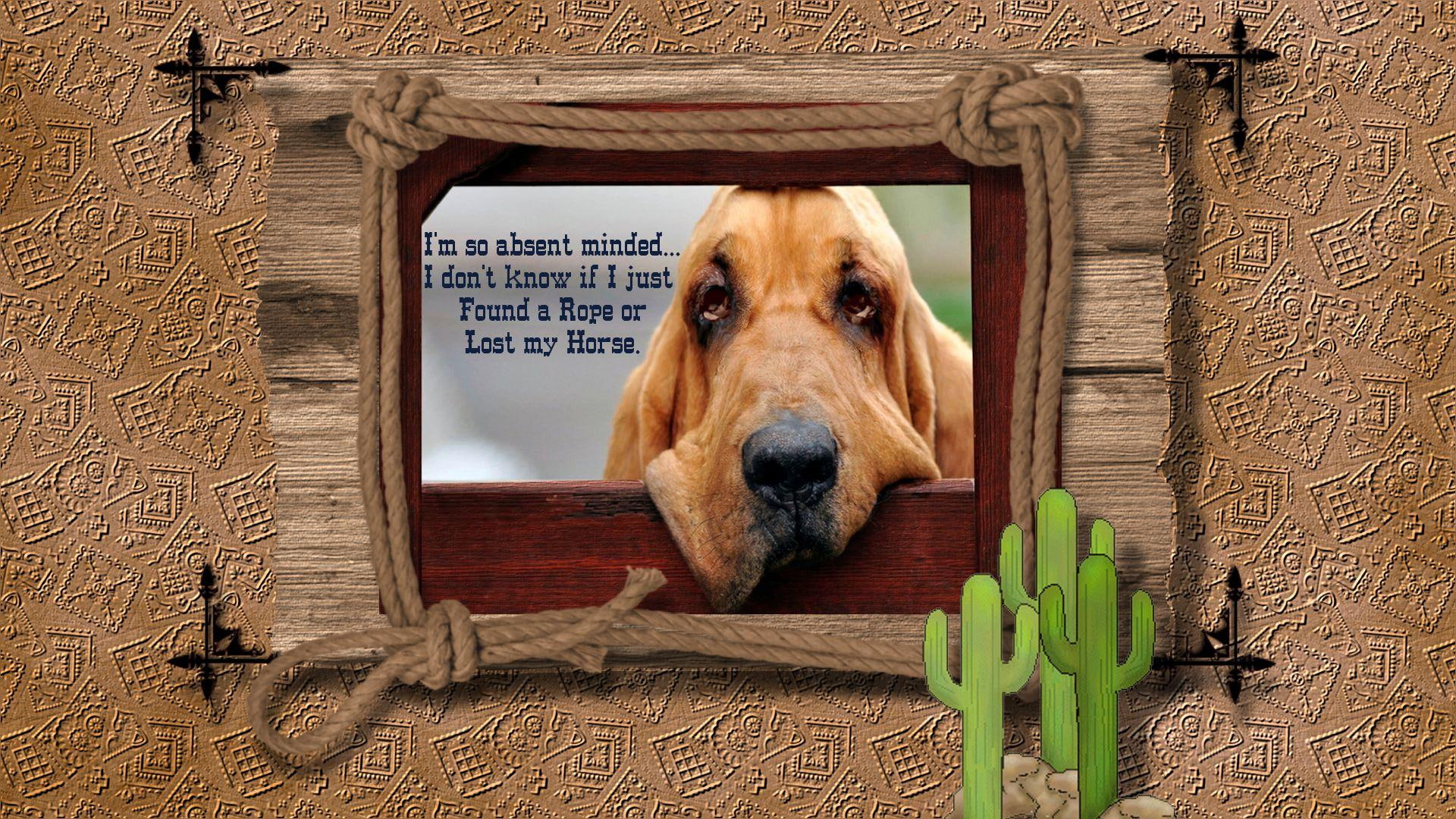 bloodhound, frame, 1080P, absent, western, quote, dogs, print, absent minded, animals, minded, HD Wallpaper