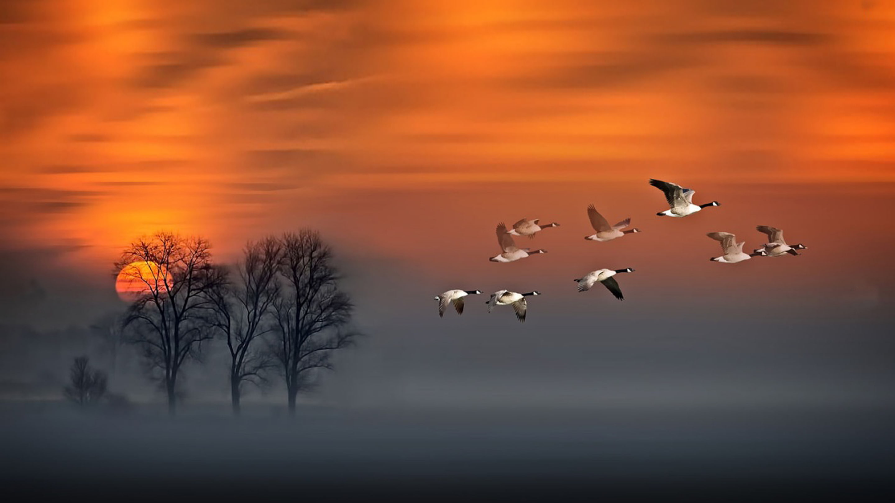 geese, art, hd, fog, 2K, sky, sunset, red, flight, desktop, wood, HD Wallpaper