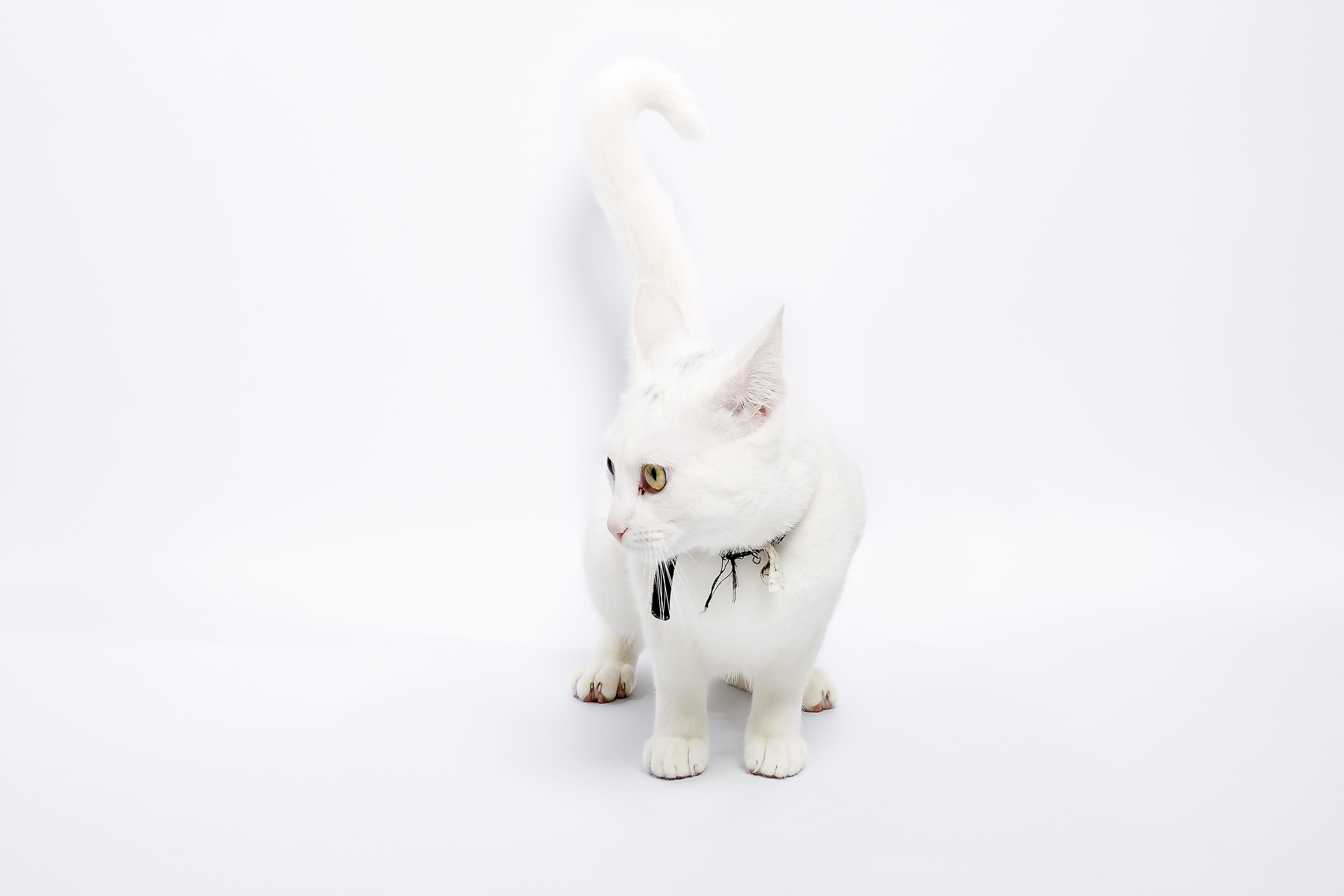 mammal, copy space, indoors, white color, domestic cat, domestic, desktop, 5K, pets, downy, whisker, pet, animal themes, looking, full length, vertebrate, HD Wallpaper