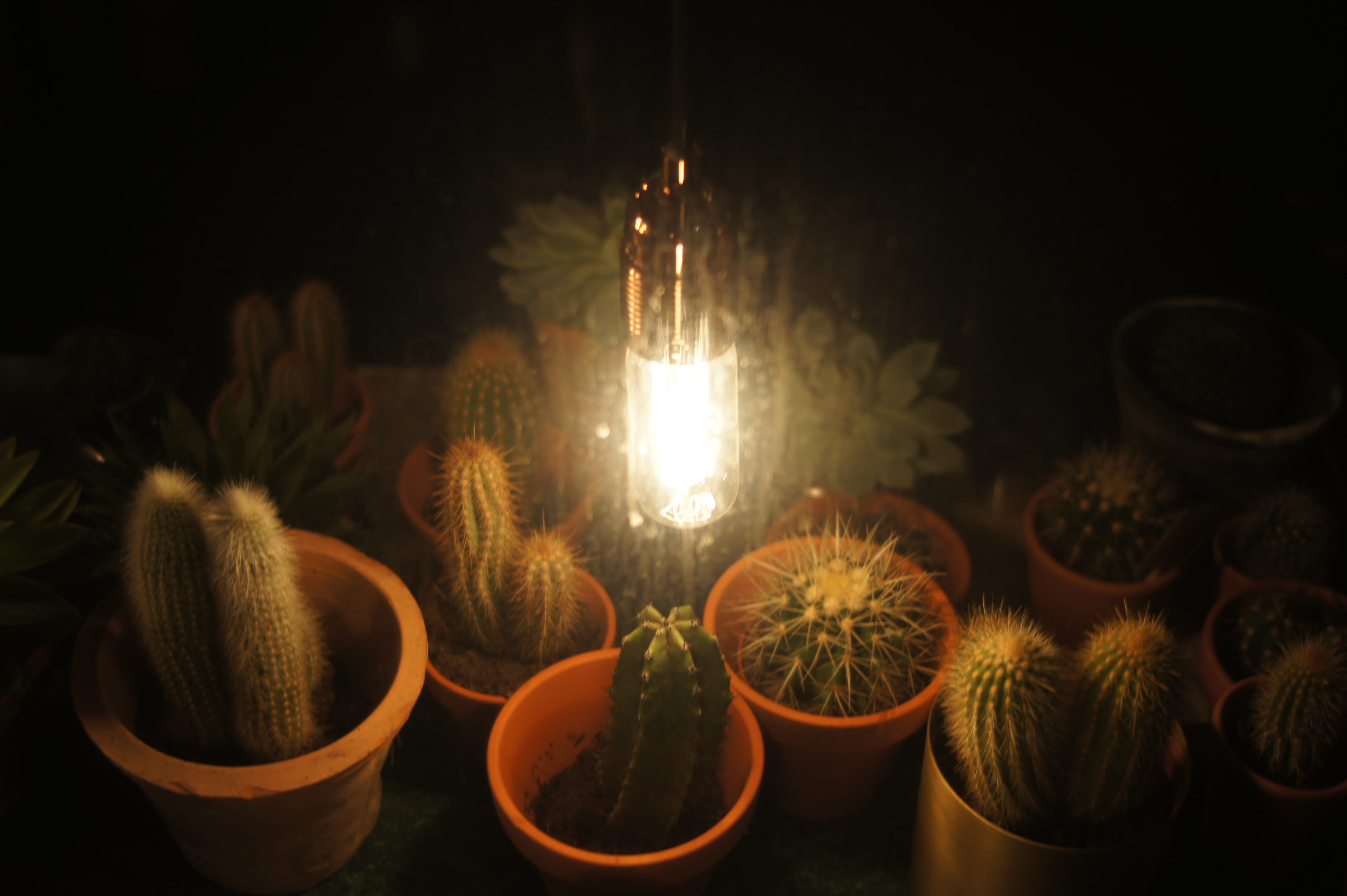 still life, interior, arrangement, rural, design, plants, night, food and drink, side by side, close-up, light, succulent plant, düsseldorf, germany, choice, HD Wallpaper