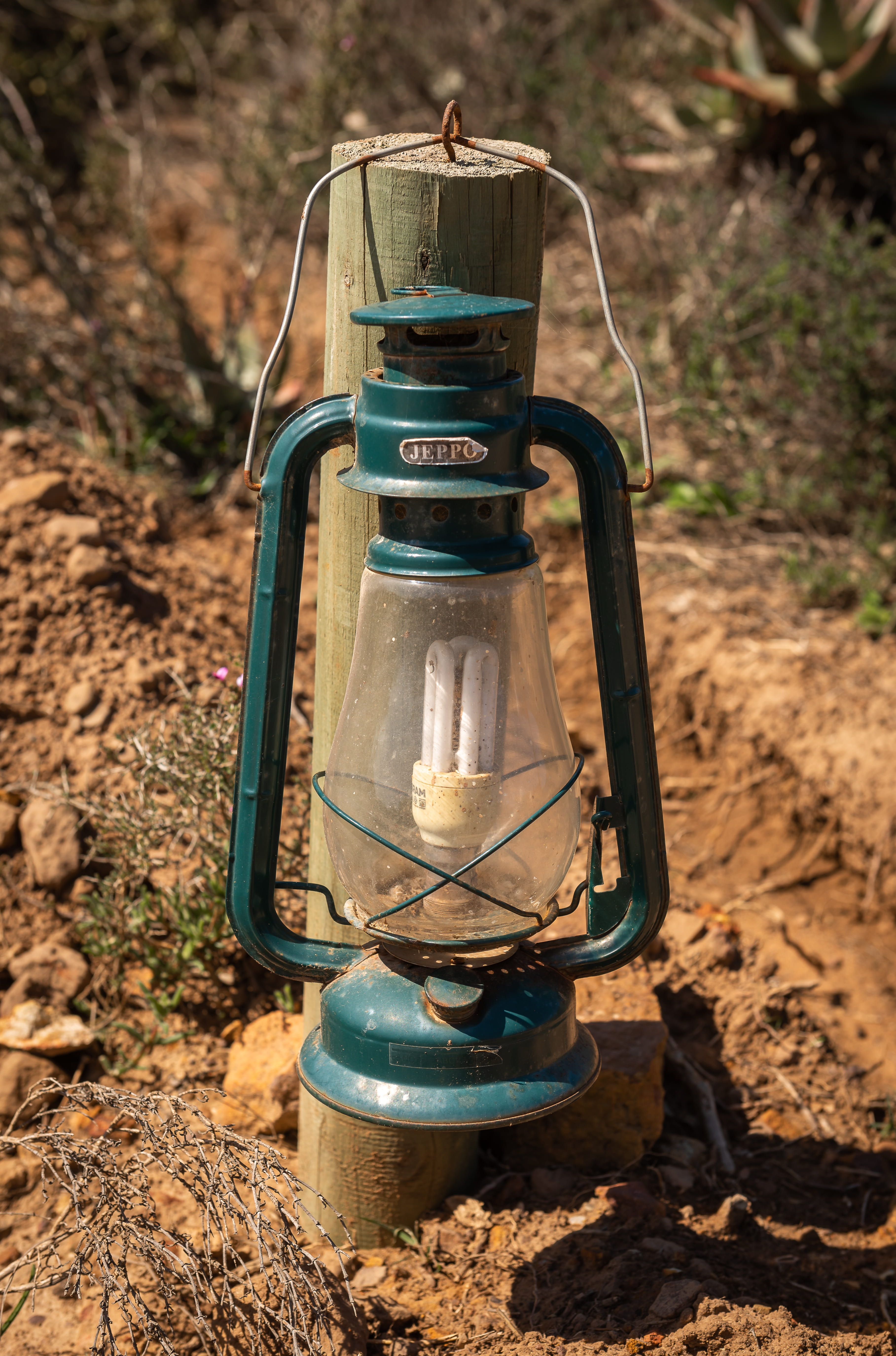 tree, glowing, oil lamp, lantern, sunlight, focus on foreground, close-up, nature, old, technology, light, retro styled, lighting, antique, savannah, africa, Phone HD Wallpaper