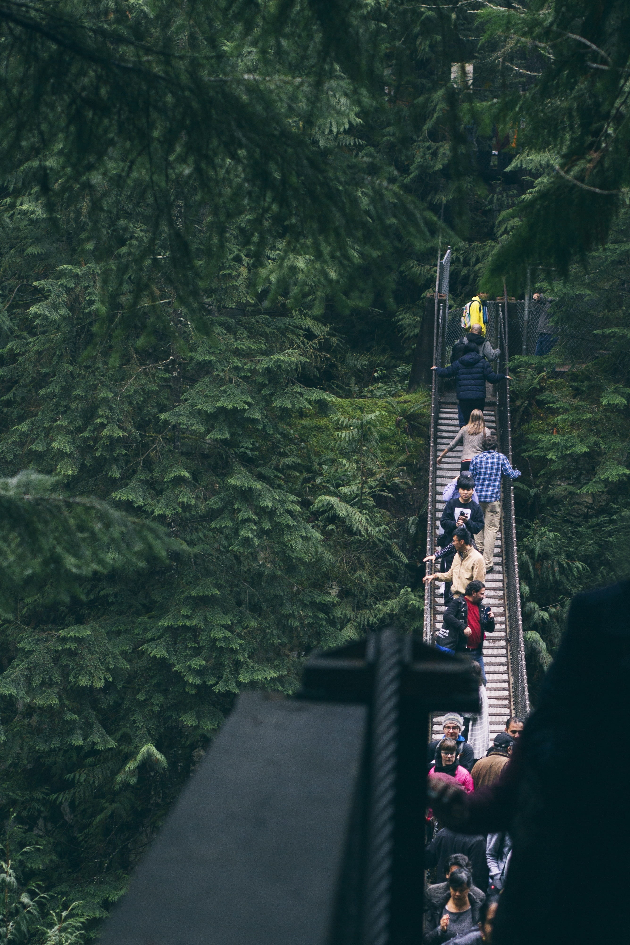 4K, lifestyles, connection, men, forest, green, outdoors, plant, bridge, metal, group of people, leisure activity, tree, nature, travel, women, footbridge, Phone HD Wallpaper