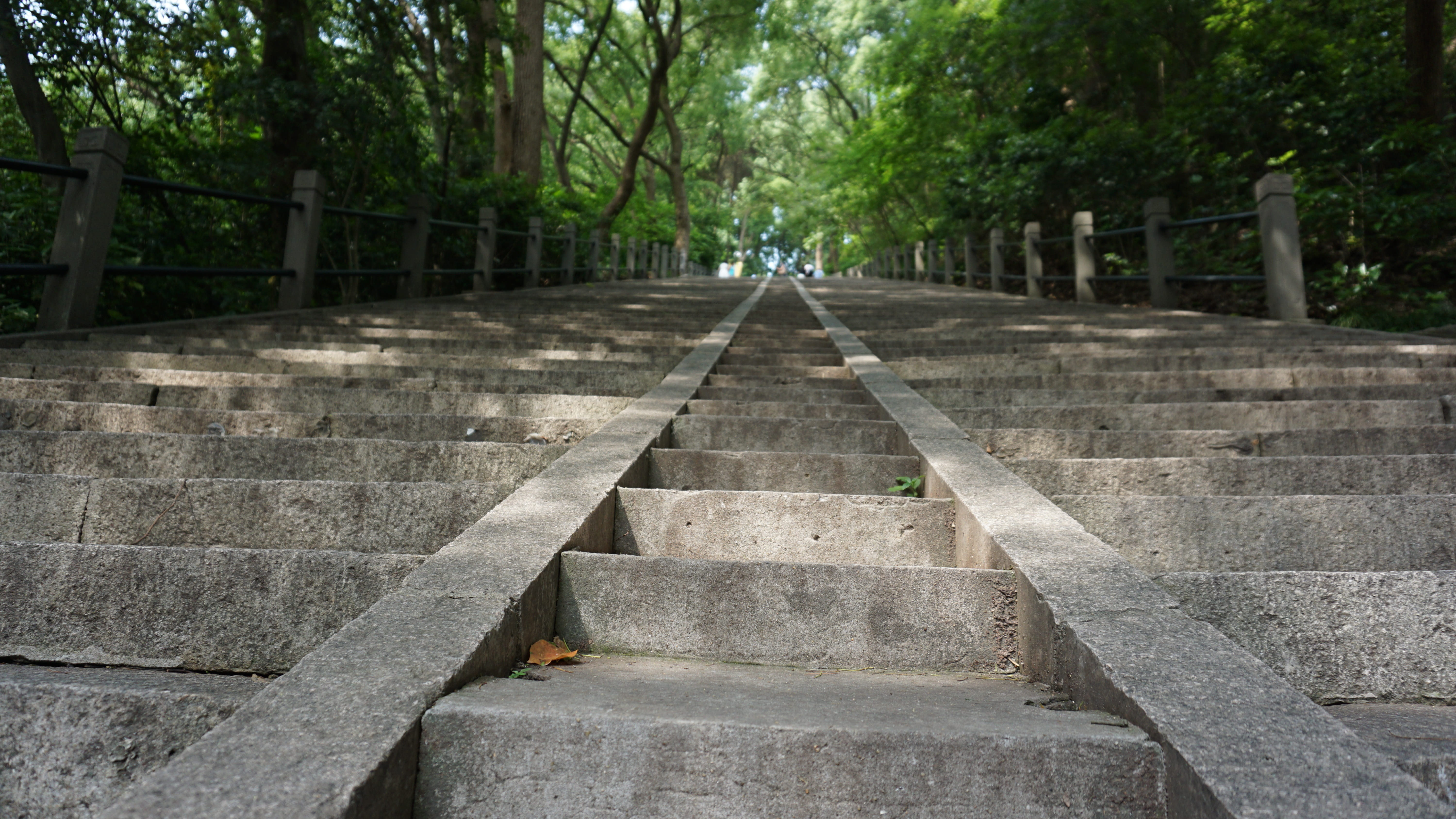 concrete, growth, the way forward, noon, empty, architecture, railing, footpath, 5K, day, tranquility, no people, nature, steps and staircases, direction, HD Wallpaper
