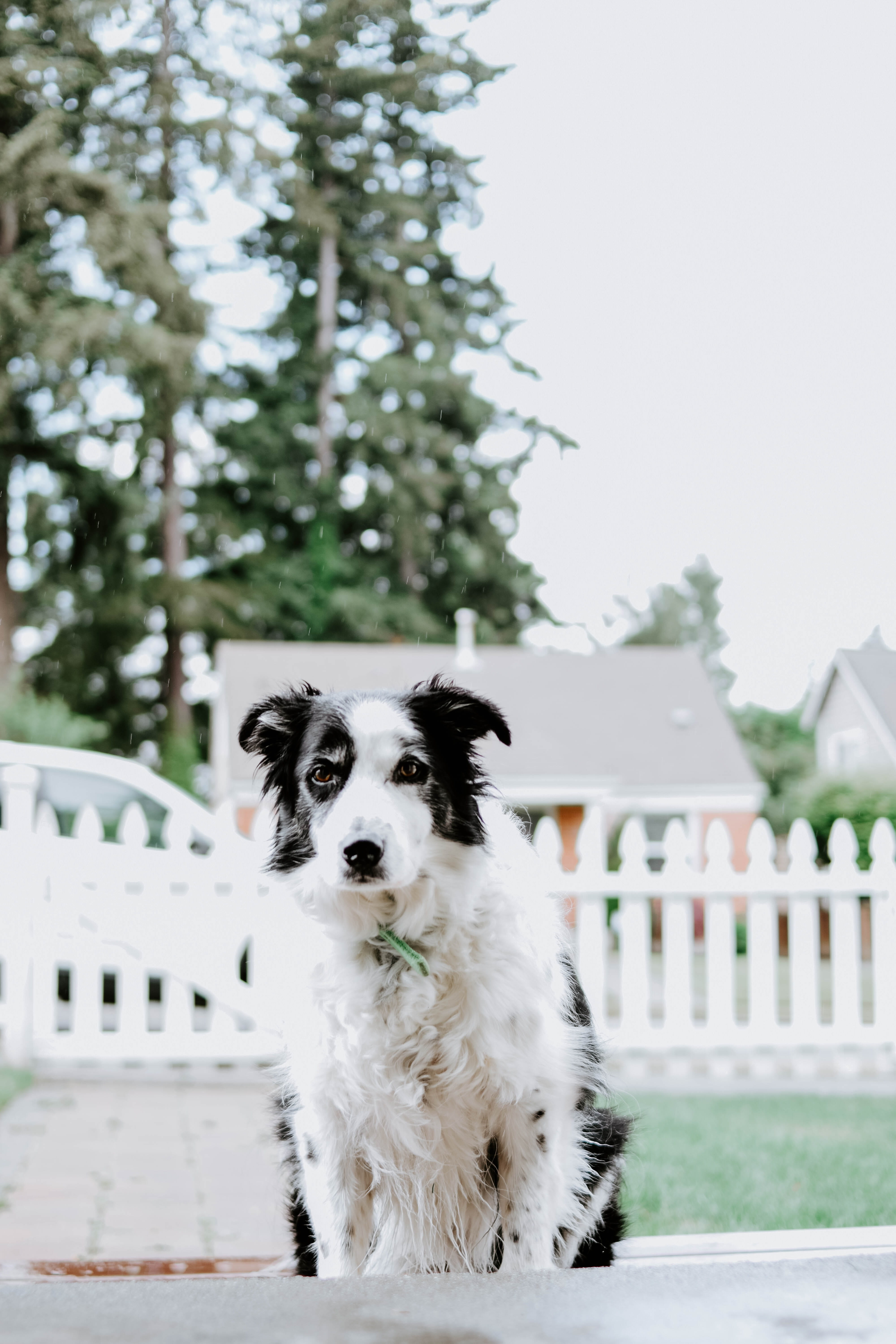 animal themes, fence, climbing, pathway, outdoors, vertebrate, canine, looking at camera, border collie, cocker spaniel, white color, 5K, dog, collie, Phone HD Wallpaper