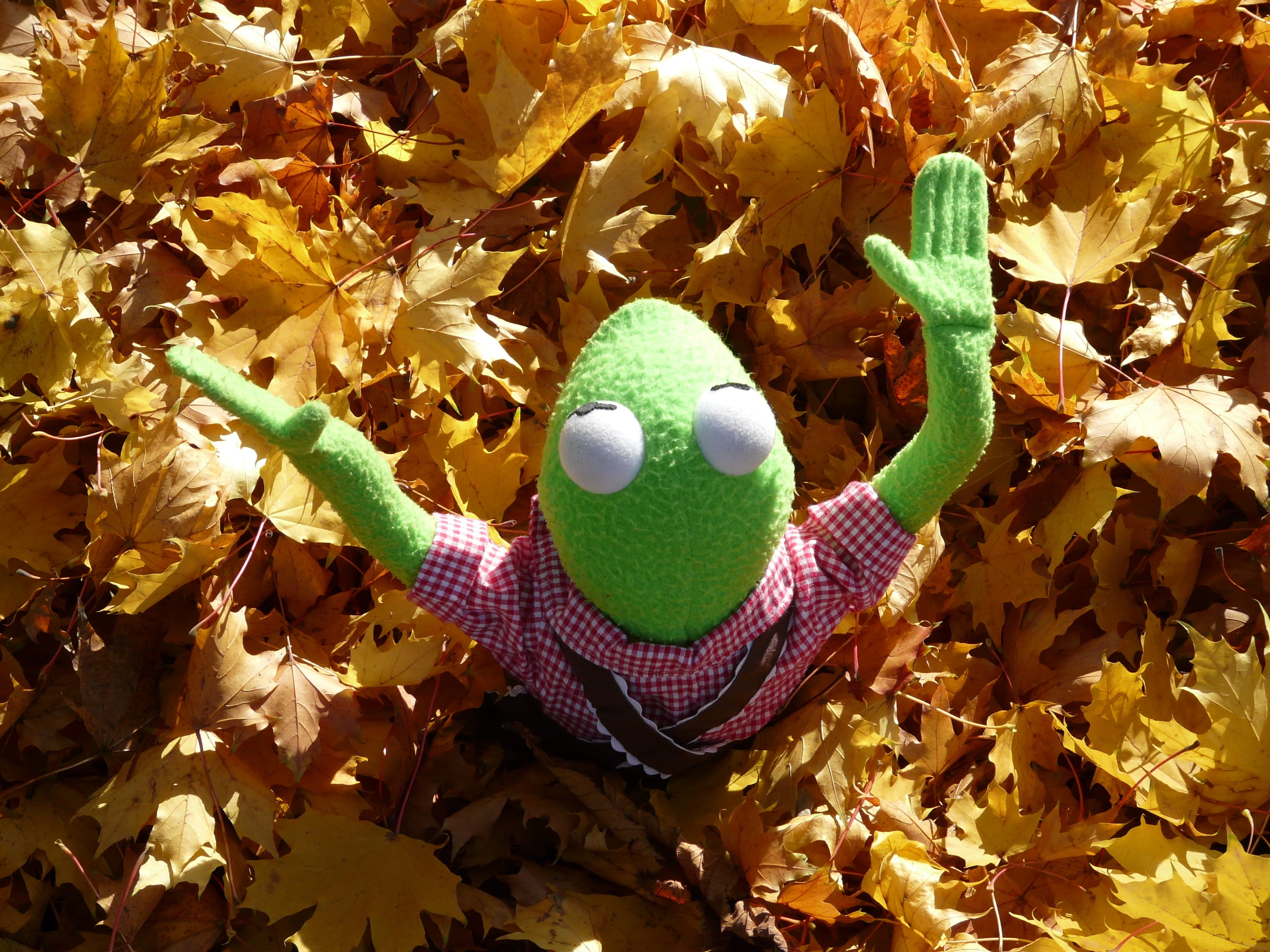 maple leaves, bavarian, leather pants, nature, 2K, celebration, yellow, Kermit, high angle view, Figure, leaves, egg, fall foliage, human body part, fragility, HD Wallpaper