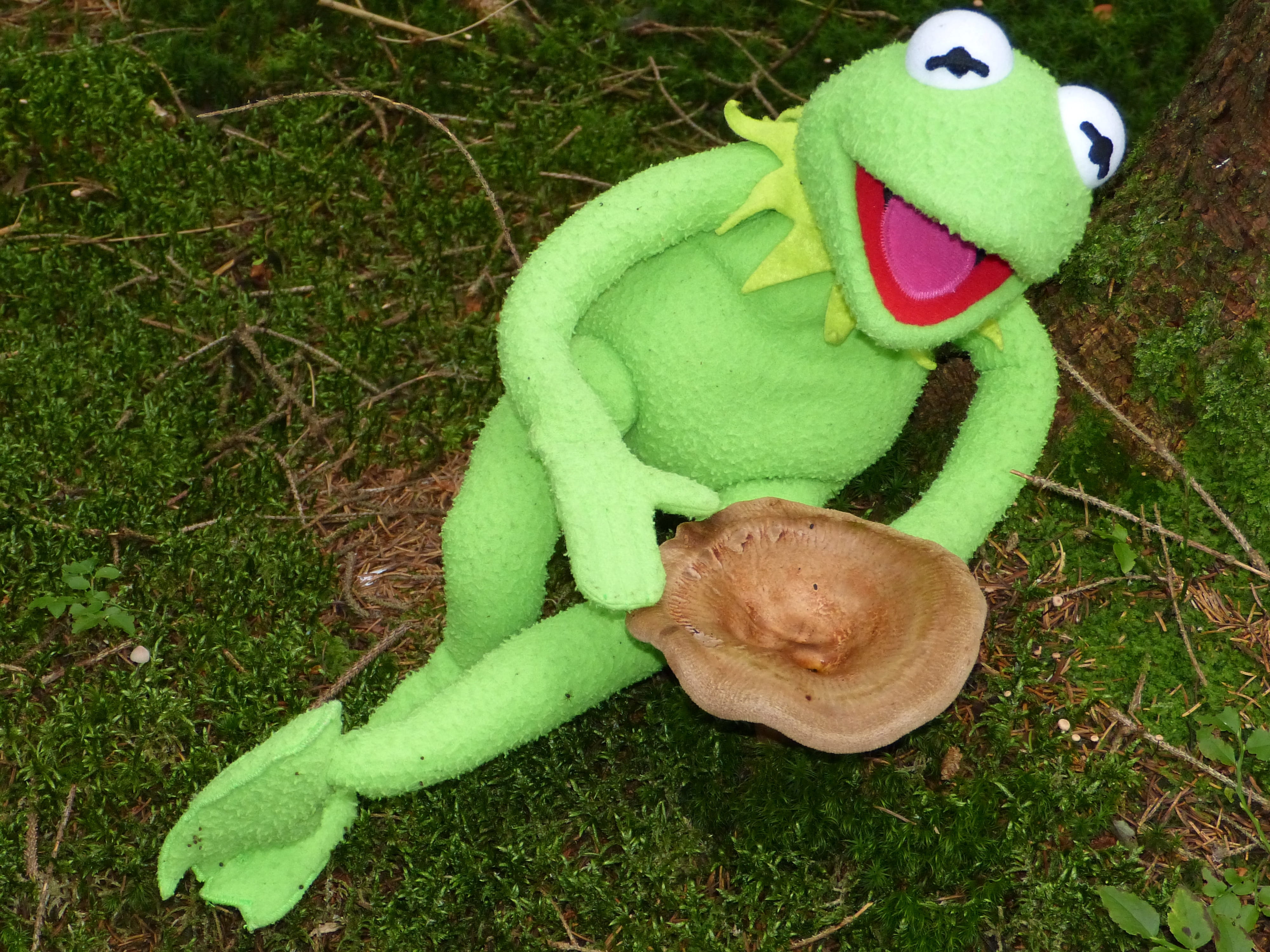 animal representation, childhood, Frog, doll, high angle view, plant, animal themes, field, creativity, forest, close-up, Autumn, green Color, mammal, land, HD Wallpaper