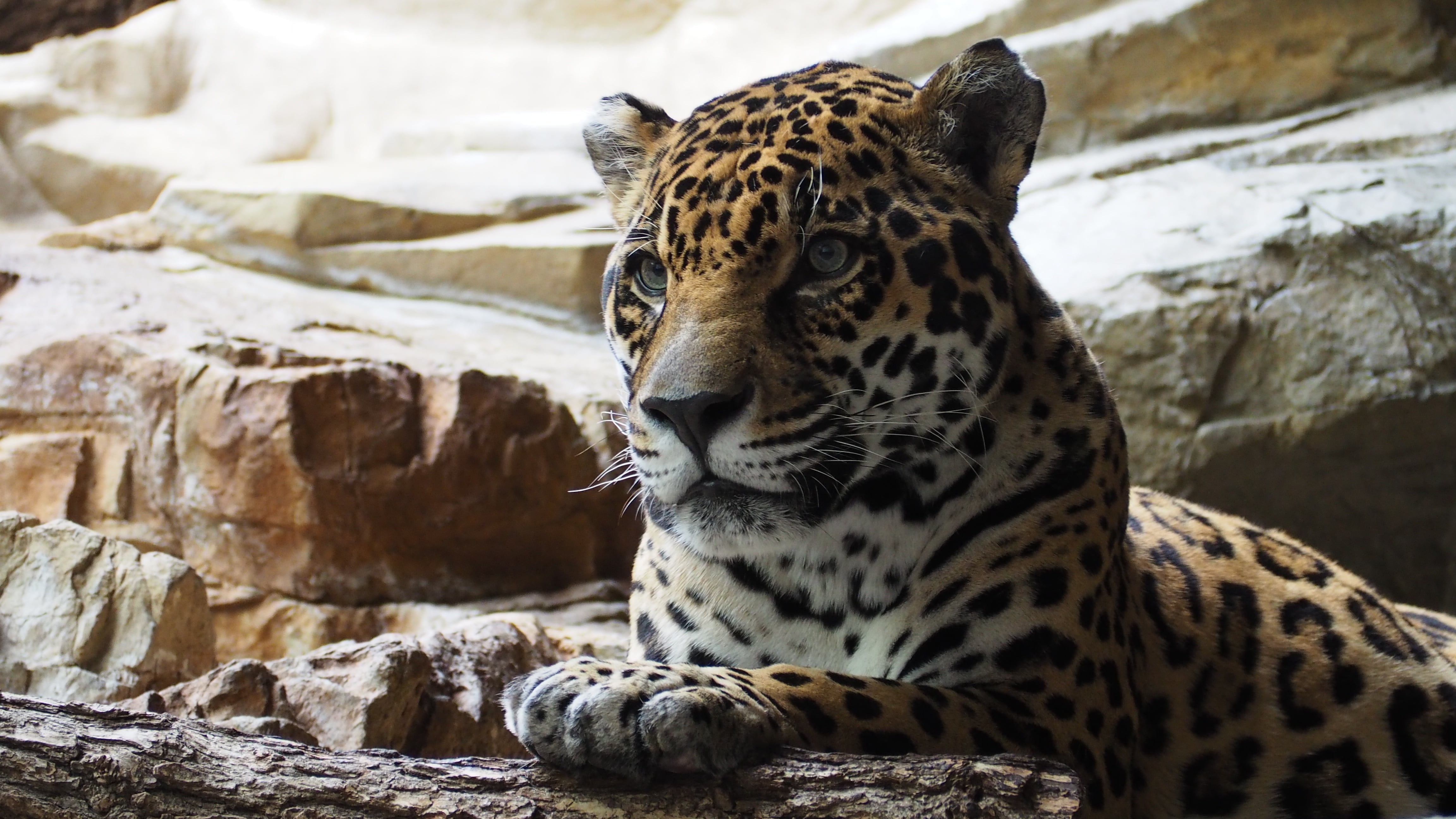 jaguar, whisker, rock - object, jungle, focus on foreground, strong, alert, powerful, animals In The Wild, nature, 4K, front, power, feline, panther, hunter, HD Wallpaper