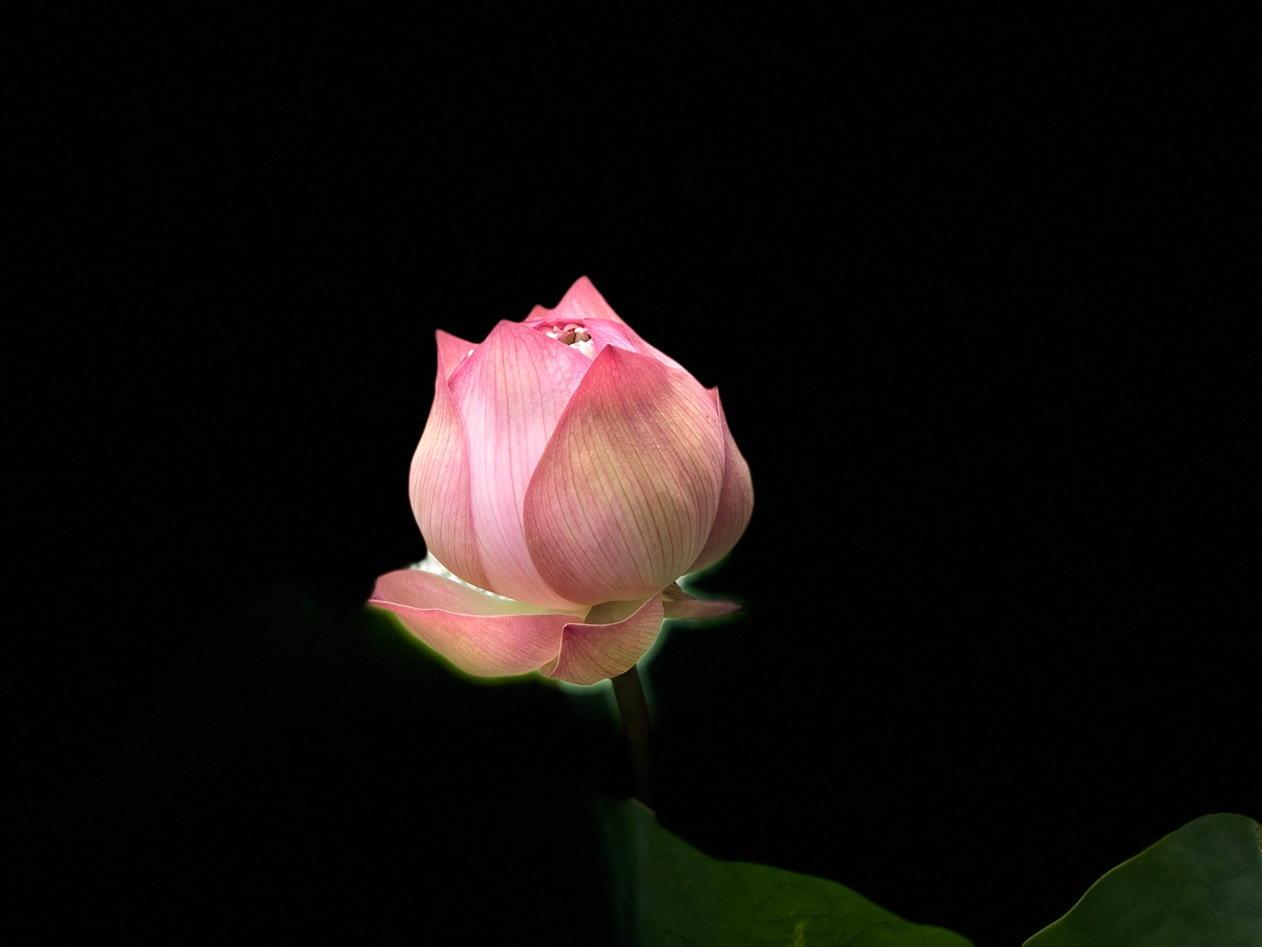 green leaves, flower head, black background, fragility, bud, inflorescence, leaf, vulnerability, nature, indoors, 4K, no people, plant part, studio shot, HD Wallpaper