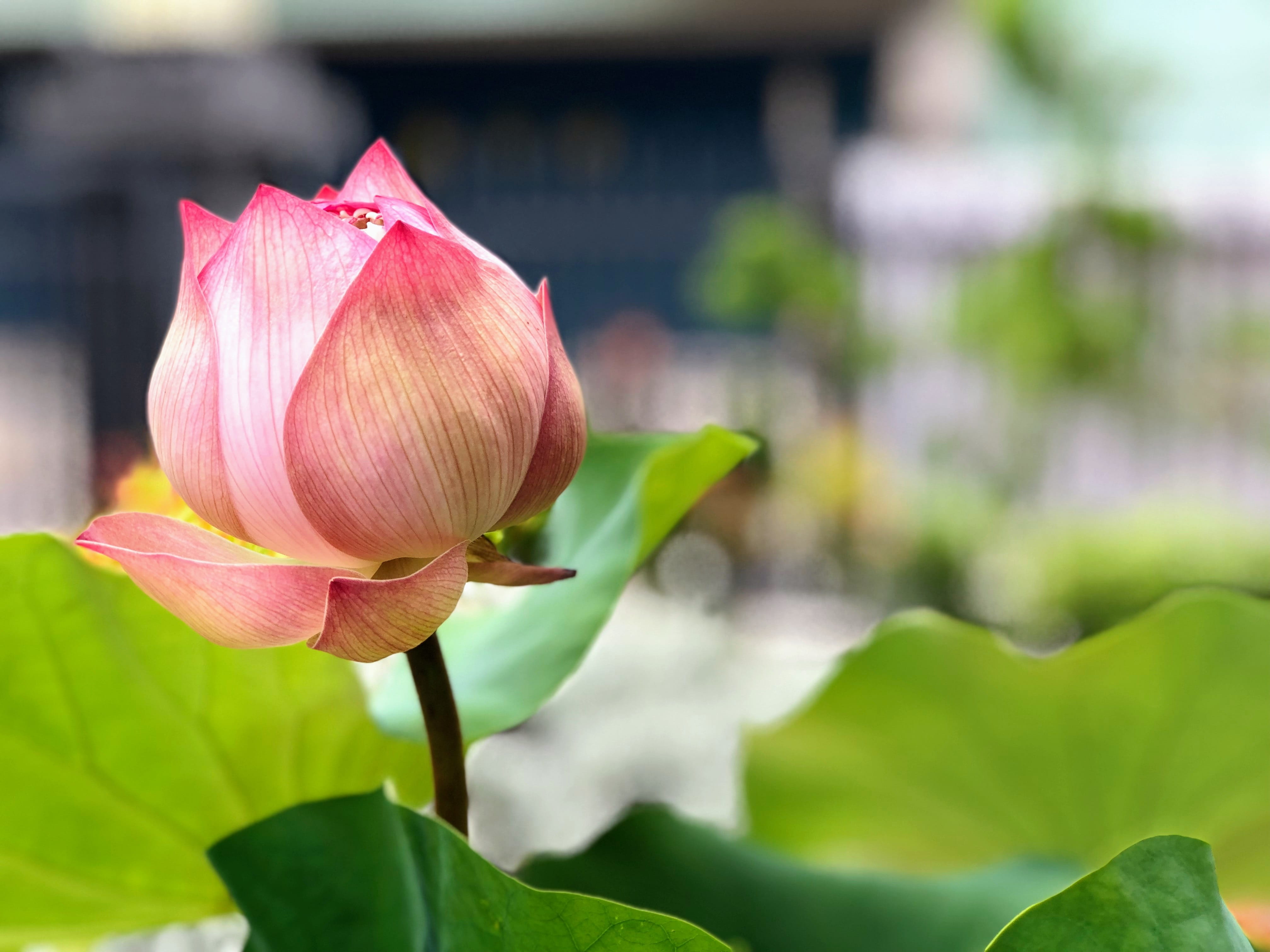 flower head, lotus, focus on foreground, softness, flower, inflorescence, thriving, growth, nature, freshness, pink color, plant, lotus water lily, green leaves, HD Wallpaper