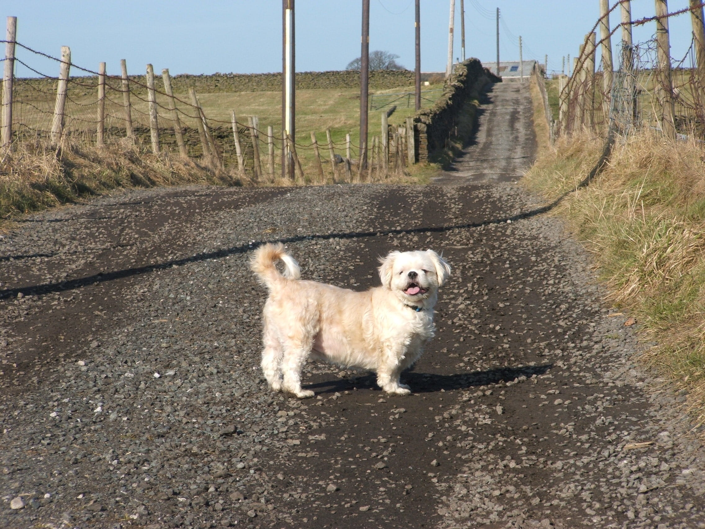 vertebrate, Dogs, walks, the way forward, road, domestic, Pets, animals, canine, direction, transportation, domestic animals, dirt road, day, White Dog, HD Wallpaper