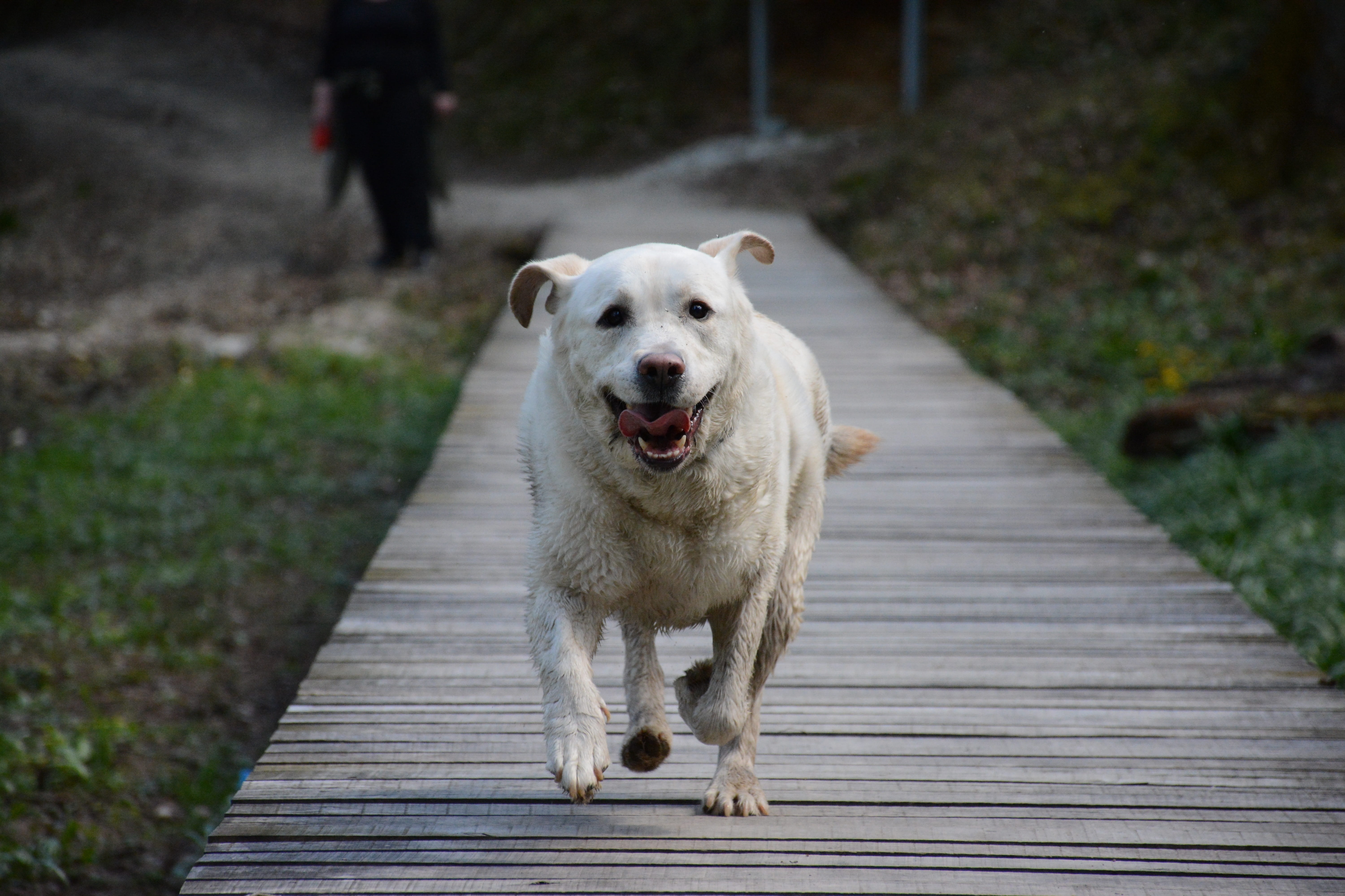 pets, 5K, Nature, domestic animals, animal themes, boardwalk, footbridge, bridge, pet, direction, wood - material, Dog, Labrador, full length, one animal, HD Wallpaper