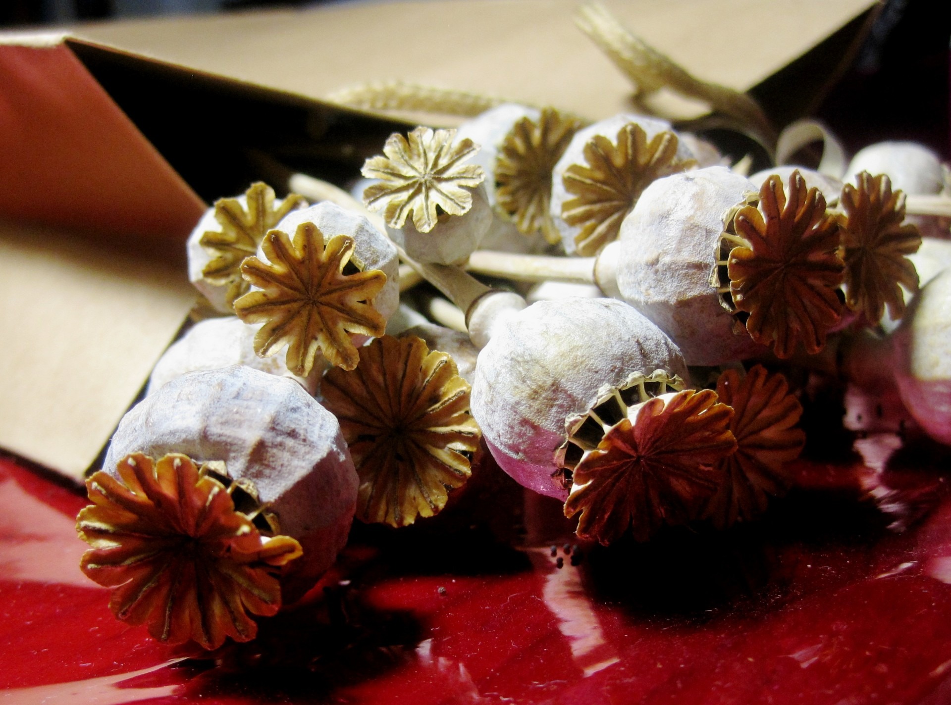 indoors, flower head, focus on foreground, close-up, red cellophane, dry, high angle view, still life, food, flower, freshness, seedpods, bleached, 1080P, HD Wallpaper