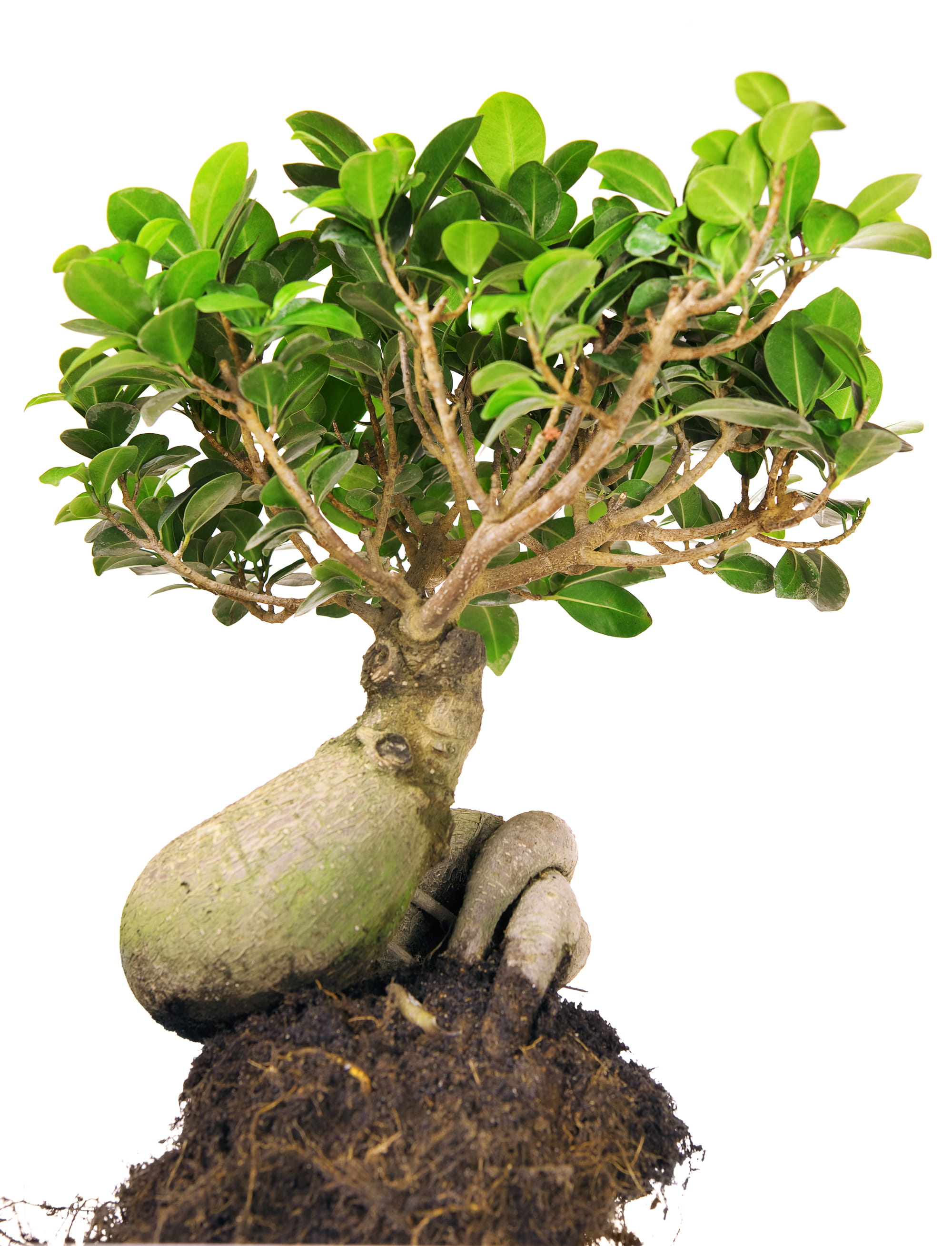 stem, 2K, tree, sky, isolated, bonsai tree, sprout, environment, white background, low angle view, food, growing, small, green color, outdoors, spring, Phone HD Wallpaper