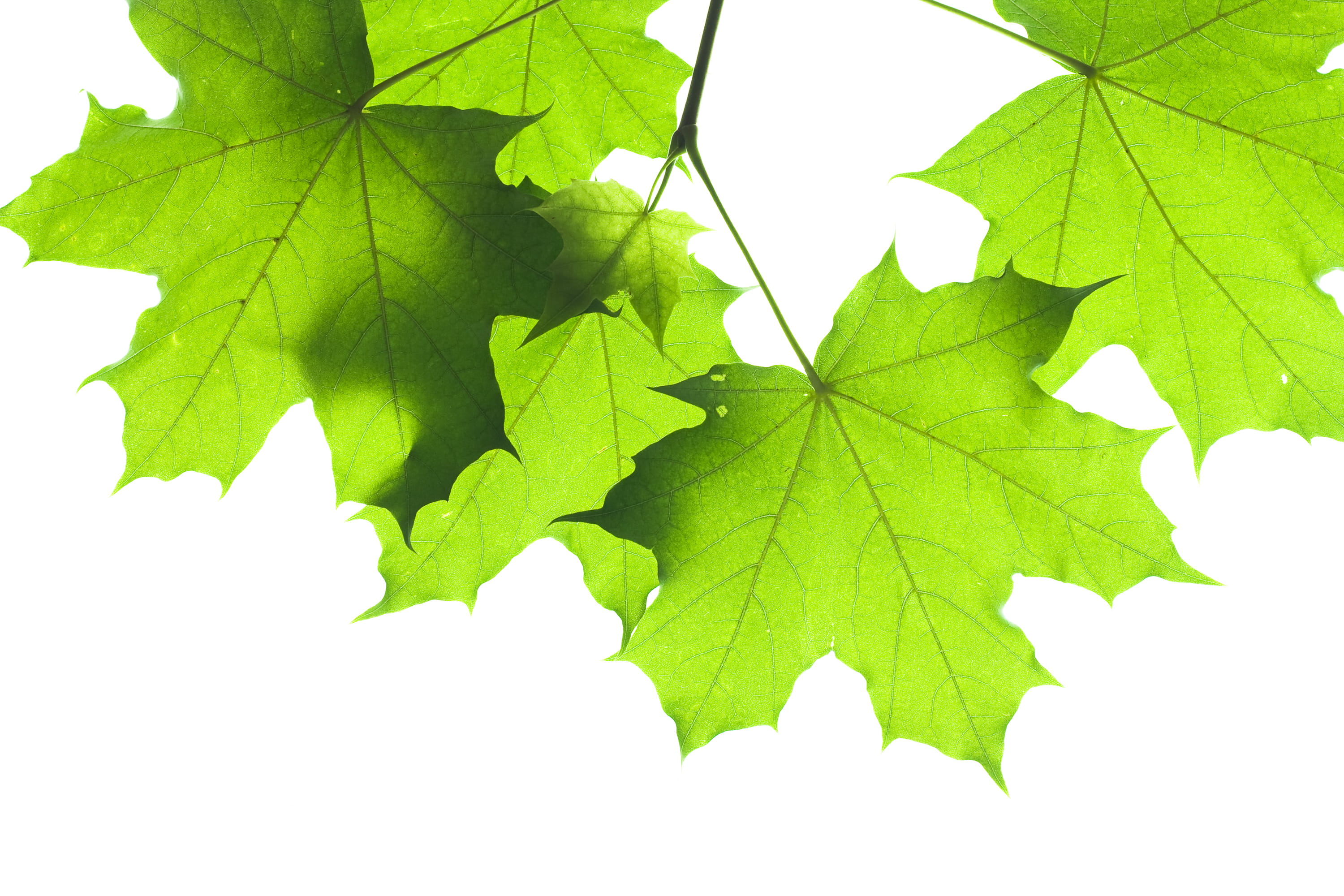 copy space, nature, leaf vein, cultivation, outdoors, risen, closeup, agriculture, close-up, 2K, sprout, ecology, cut out, greening, trunk, new, increase, HD Wallpaper