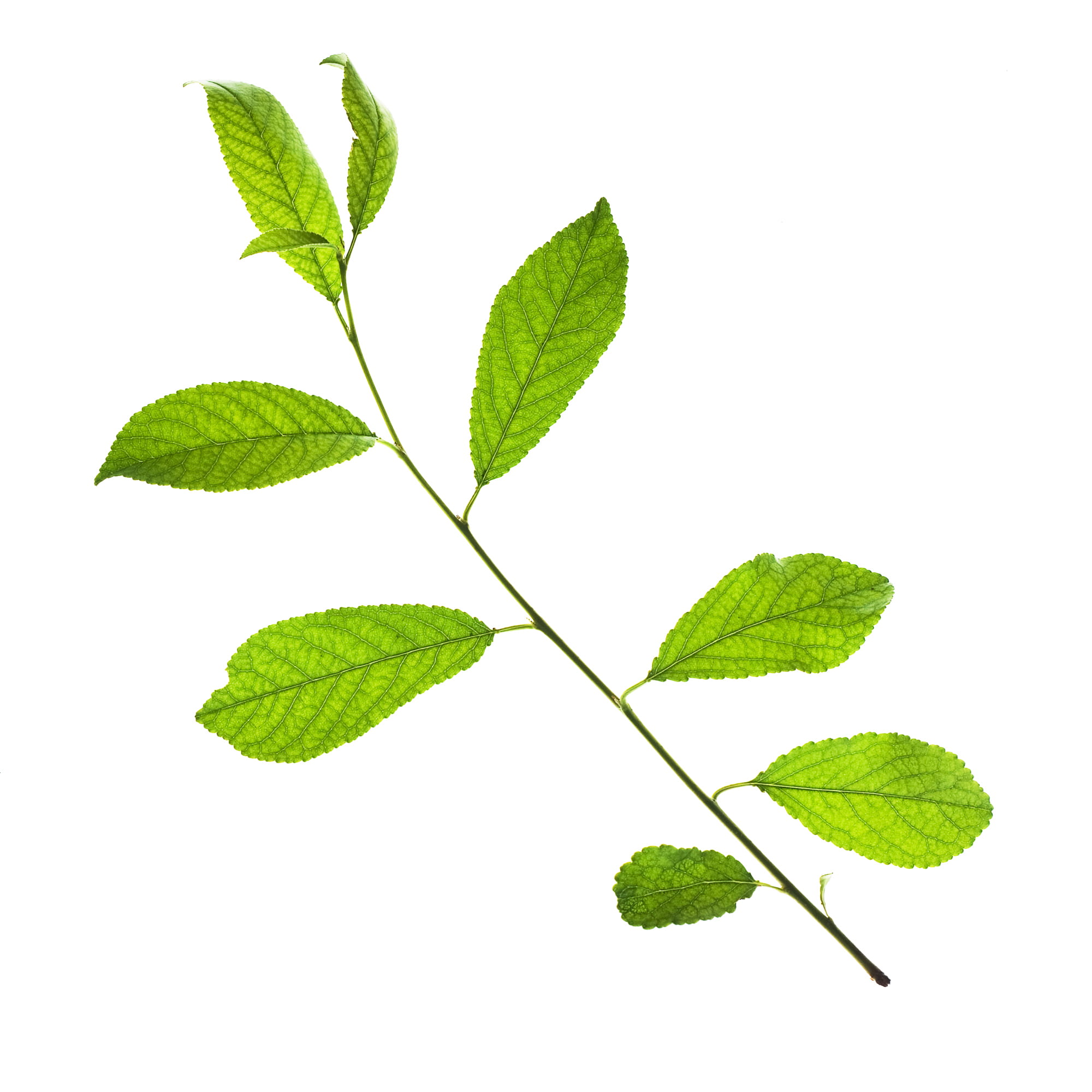 appletree, greenery, no people, young, ecology, environment, green color, white background, flora, seedling, leaf vein, food and drink, white, nobody, cultivate, Phone HD Wallpaper
