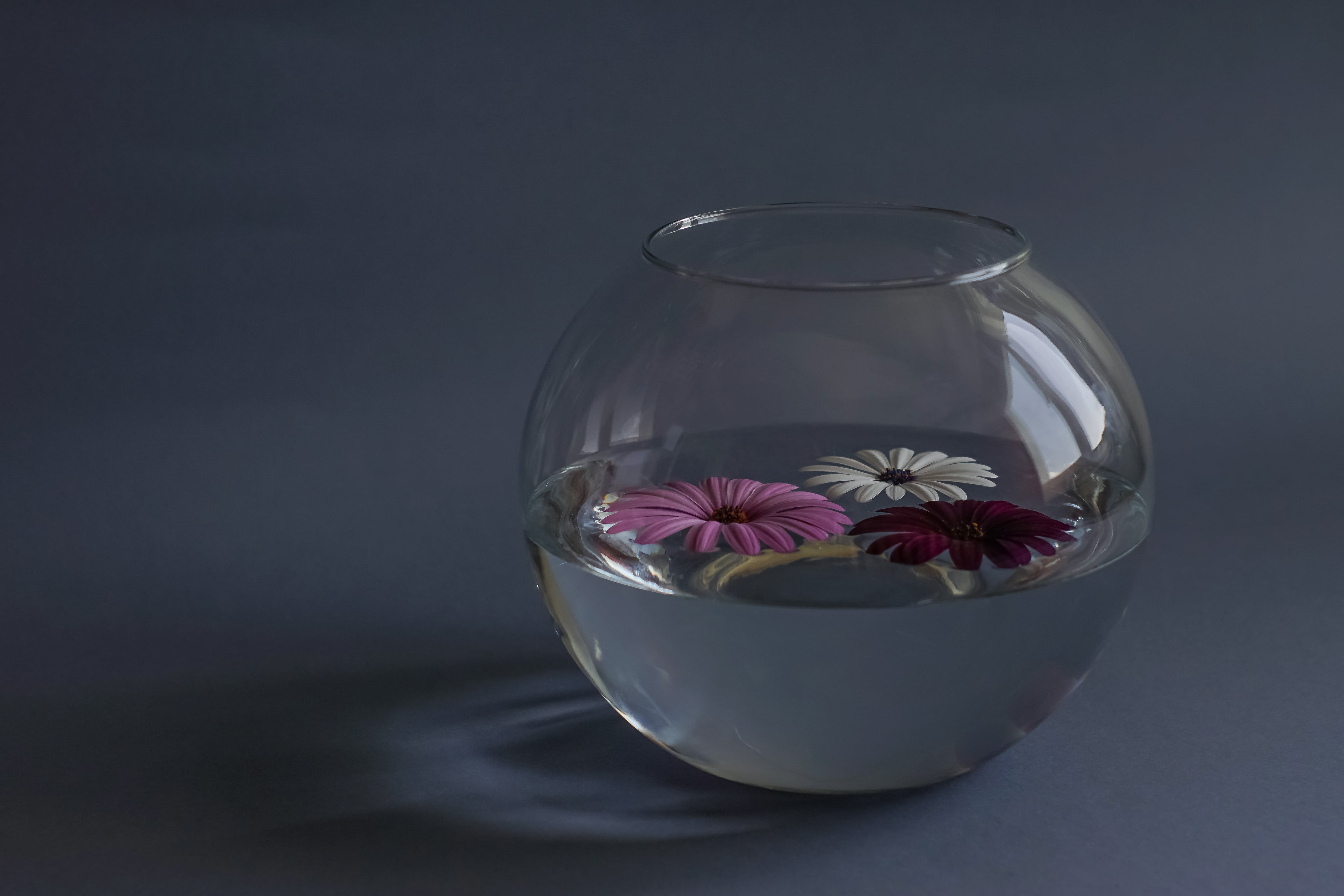 container, filled, close-up, transparent, no people, studio shot, a glass vessel, 4K, bowl, fragility, decoration, still life, fish, water, beauty in nature, HD Wallpaper