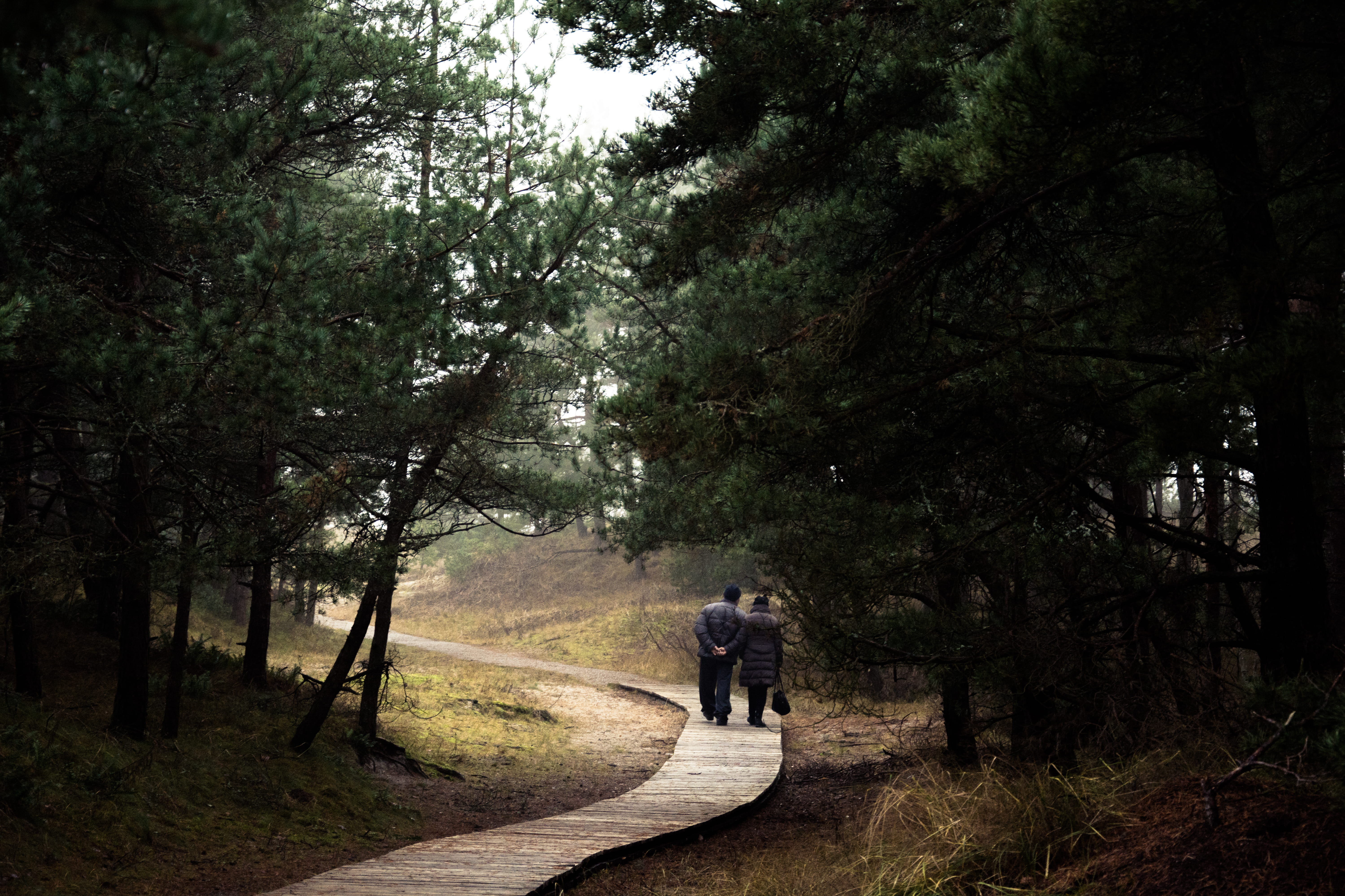 wood, road, direction, lithuania, men, melnrage beach, plant, outdoors, real people, forest, tree, nature, 5K, people, pine, walking, leisure activity, HD Wallpaper