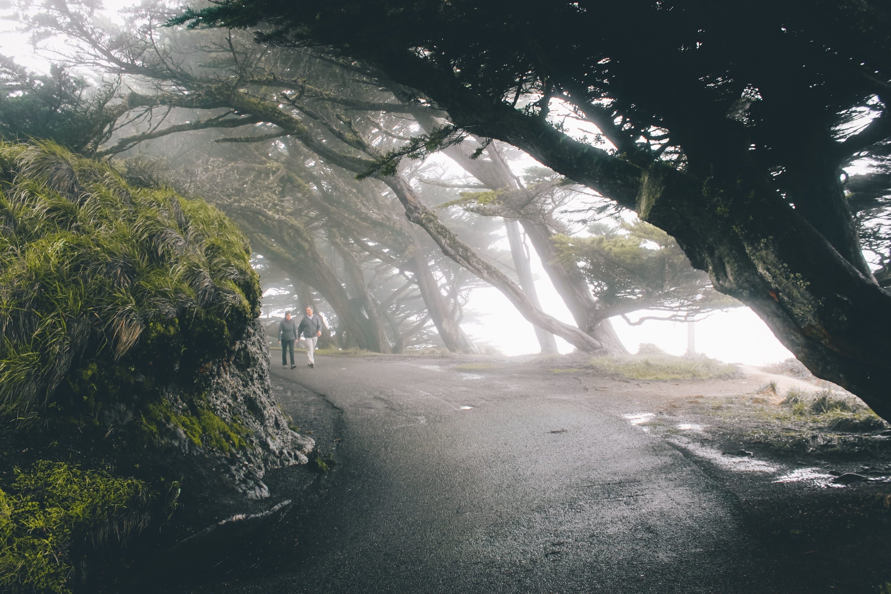 growth, sunlight, trees, rock, nature, non-urban scene, fitness, people, walking, plant, trunk, no people, outdoors, woman, tranquility, road, direction, HD Wallpaper