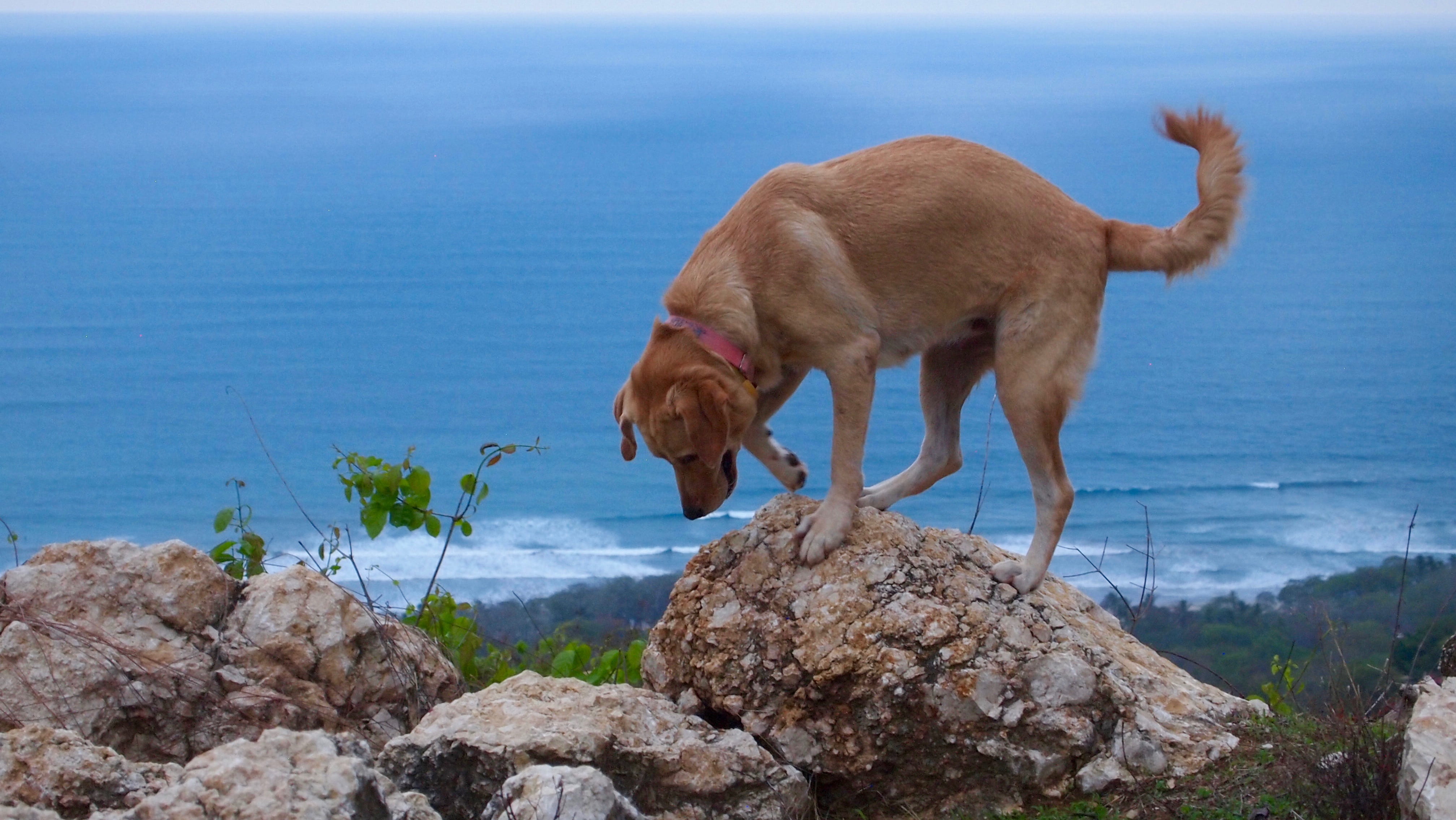 costa rica, domestic, best friend, animal, 4K, land, cali, coast, animal themes, shoreline, top of the world, ocean, good dog, standing, one animal, pacific ocean, HD Wallpaper