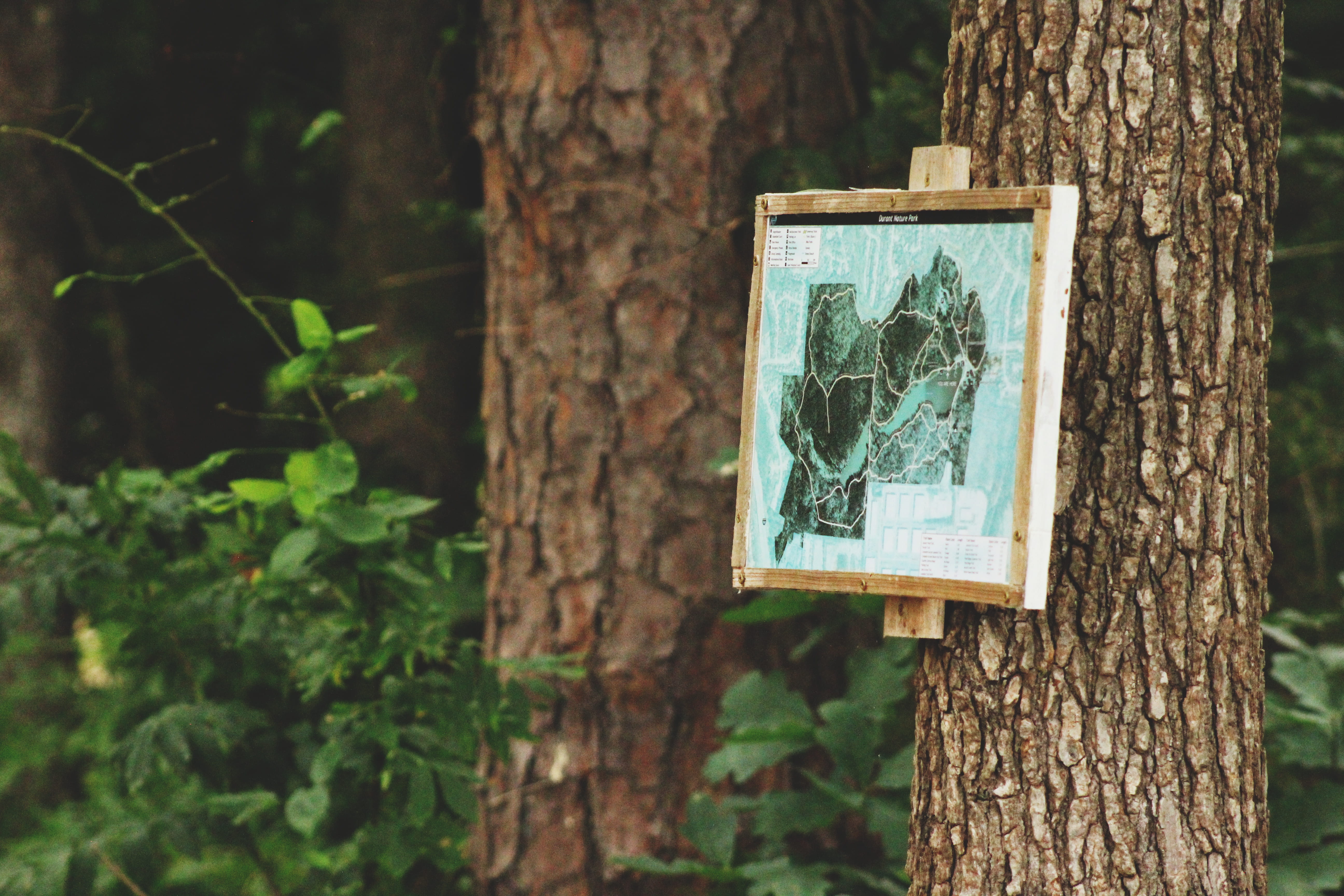 forest, wooden, artwork, trunk, human representation, land, wood - material, brown, painting, green Color, 5K, representation, hanging on, woodland, tree, HD Wallpaper