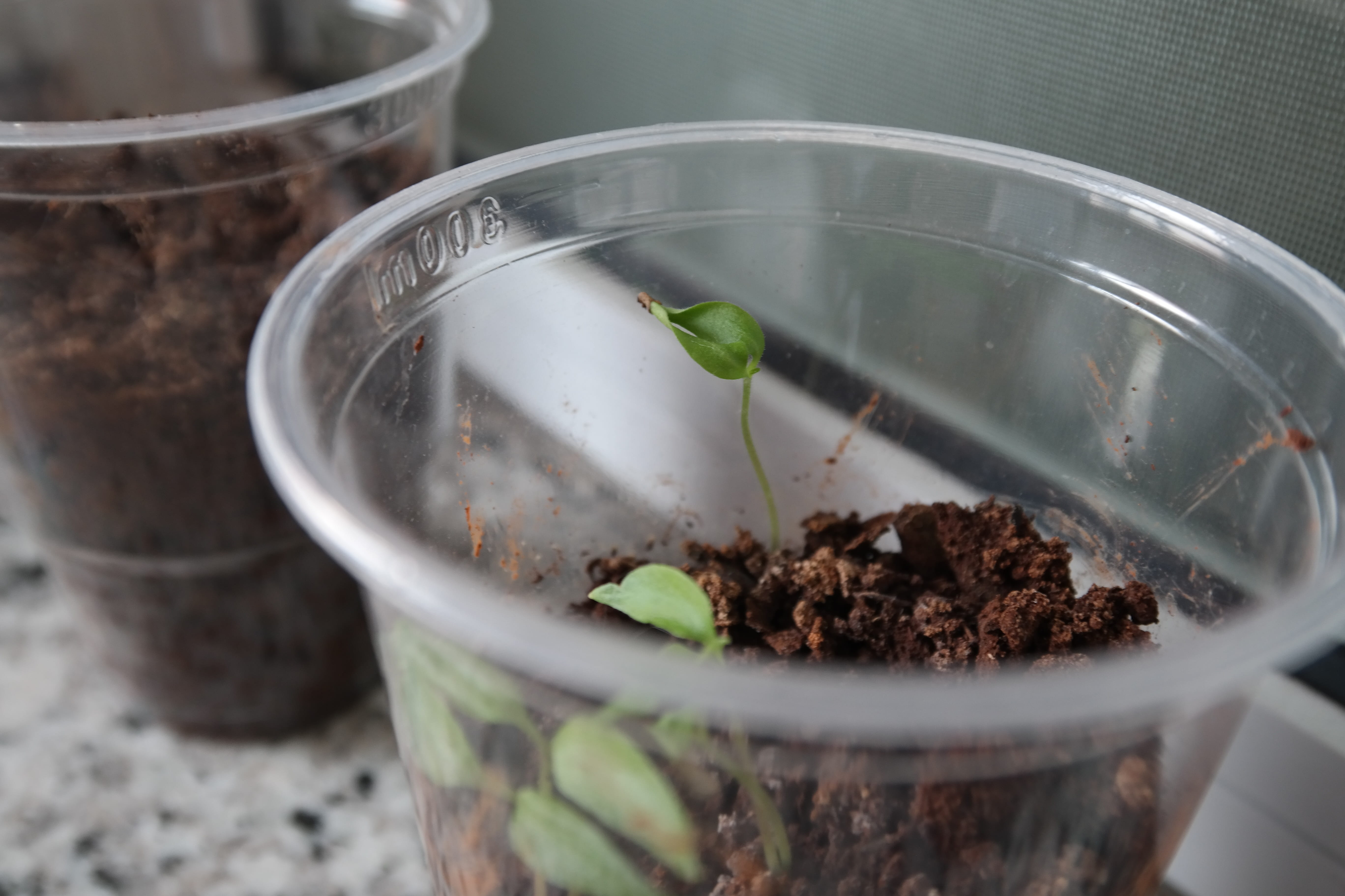 selective focus, close-up, School, experience, vegetable, leaf, high angle view, indoors, glasses, container, glass, no people, plant, new life, food, day, HD Wallpaper