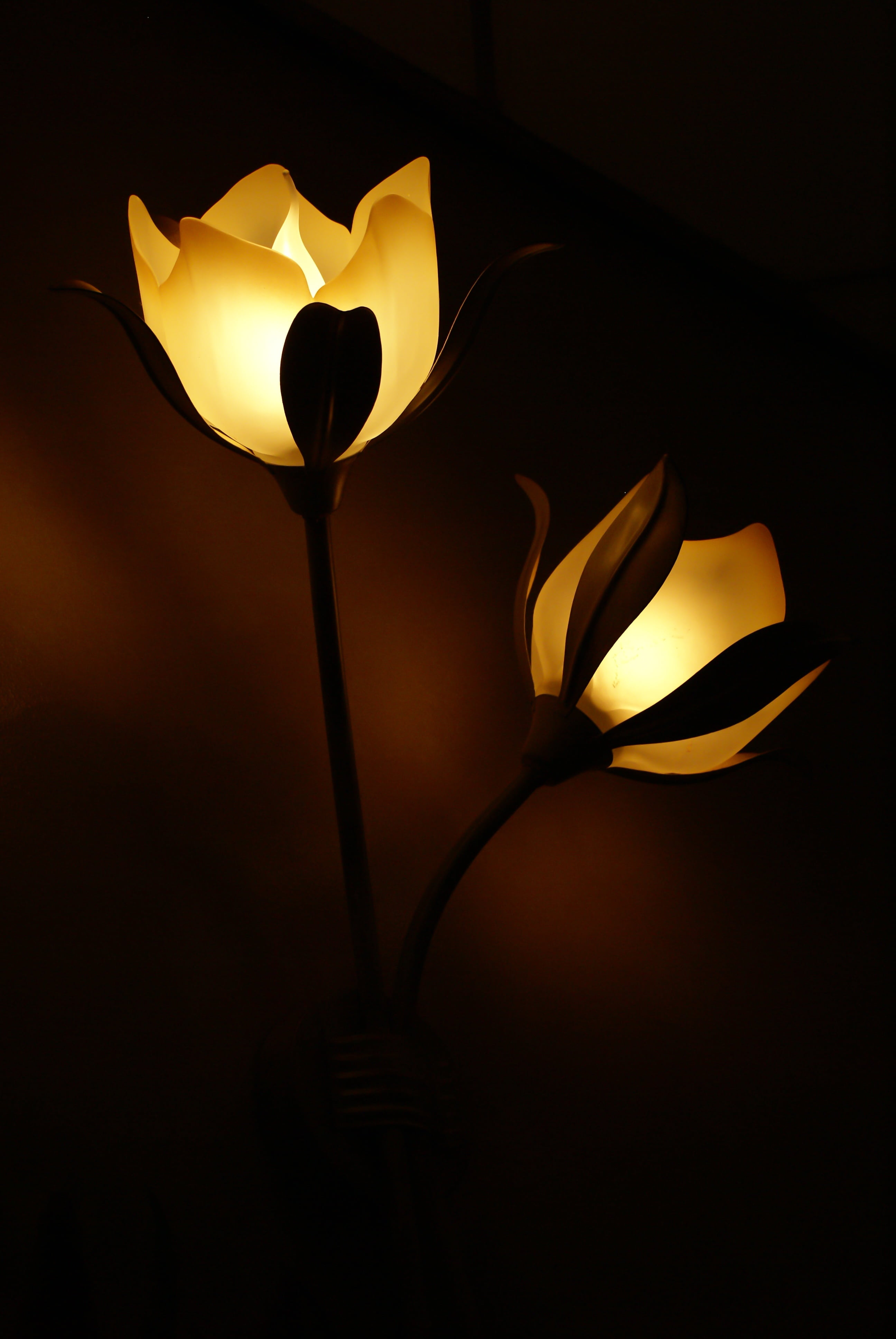 studio shot, lamps, freshness, nature, black background, petal, illuminated, no people, two, dark, rose, 4K, flower, atmosphere, flowering plant, indoors, Phone HD Wallpaper