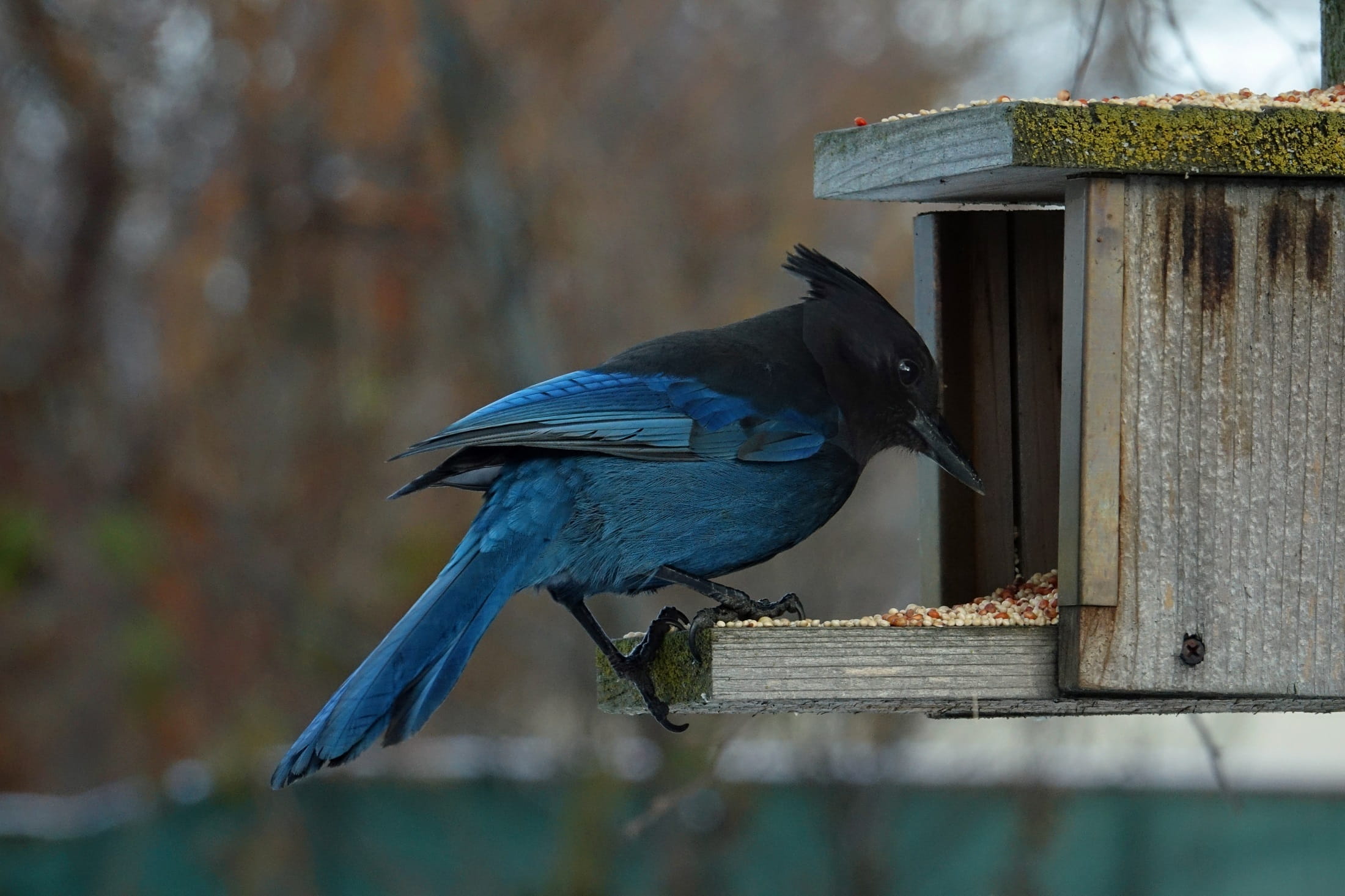 blue, no people, focus on foreground, wood - material, eating, animals in the wild, portrait, black headed jay, blue jay, feathers, looking, side view, HD Wallpaper