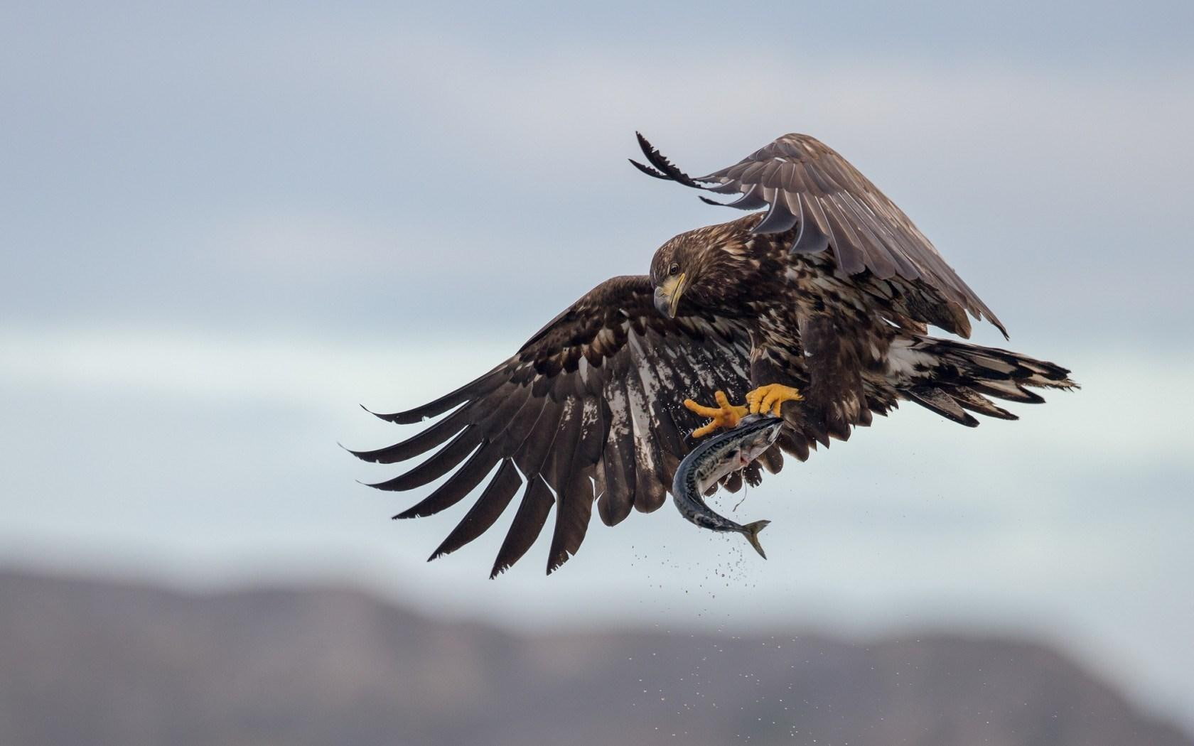 eagle, bird, 720P, fish, HD Wallpaper
