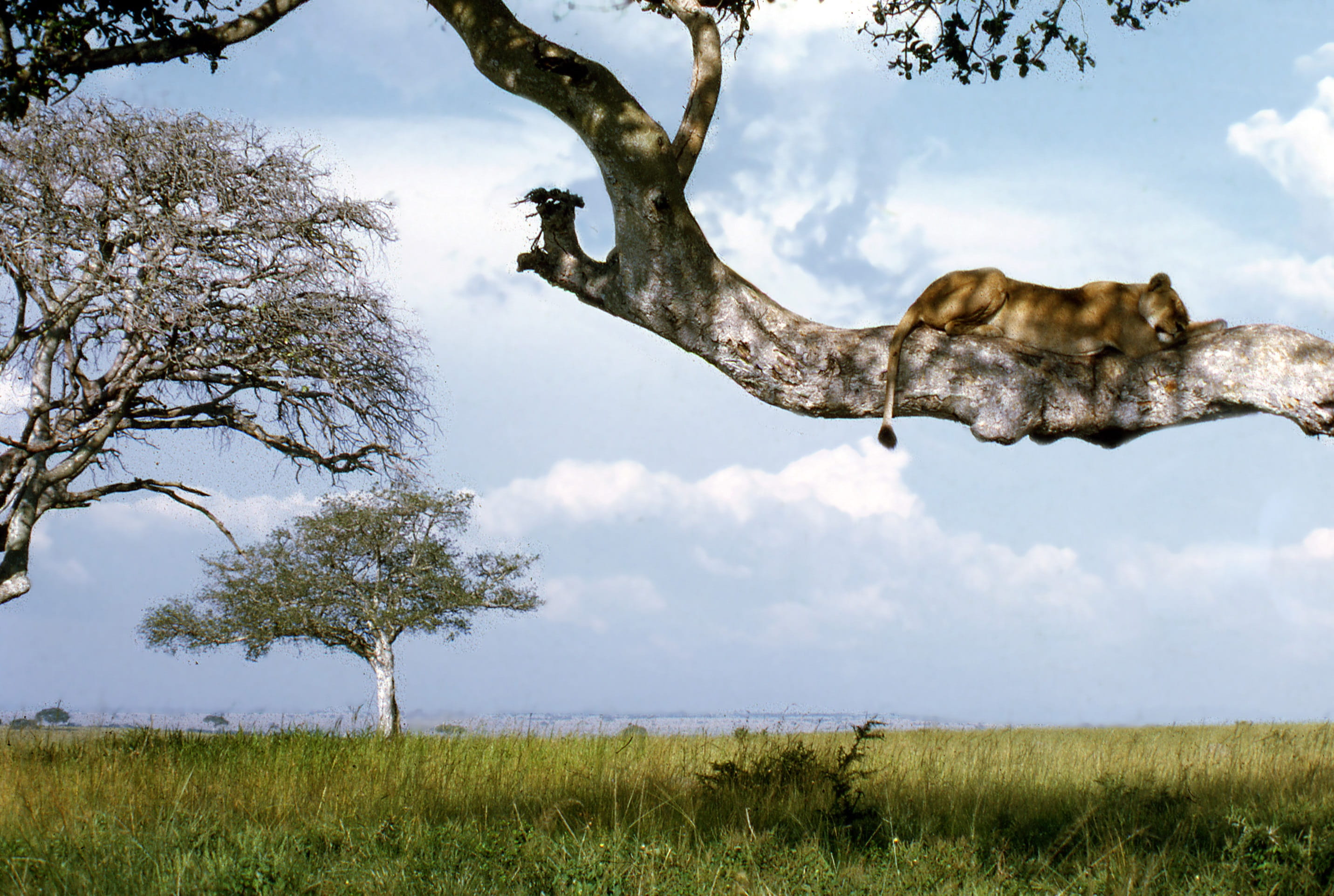 Lion, branch, Ishasha, animal, animal themes, cloud - sky, safari, day, one animal, africa, landscape, elizabeth, daytime, animal wildlife, no people, scenics, HD Wallpaper
