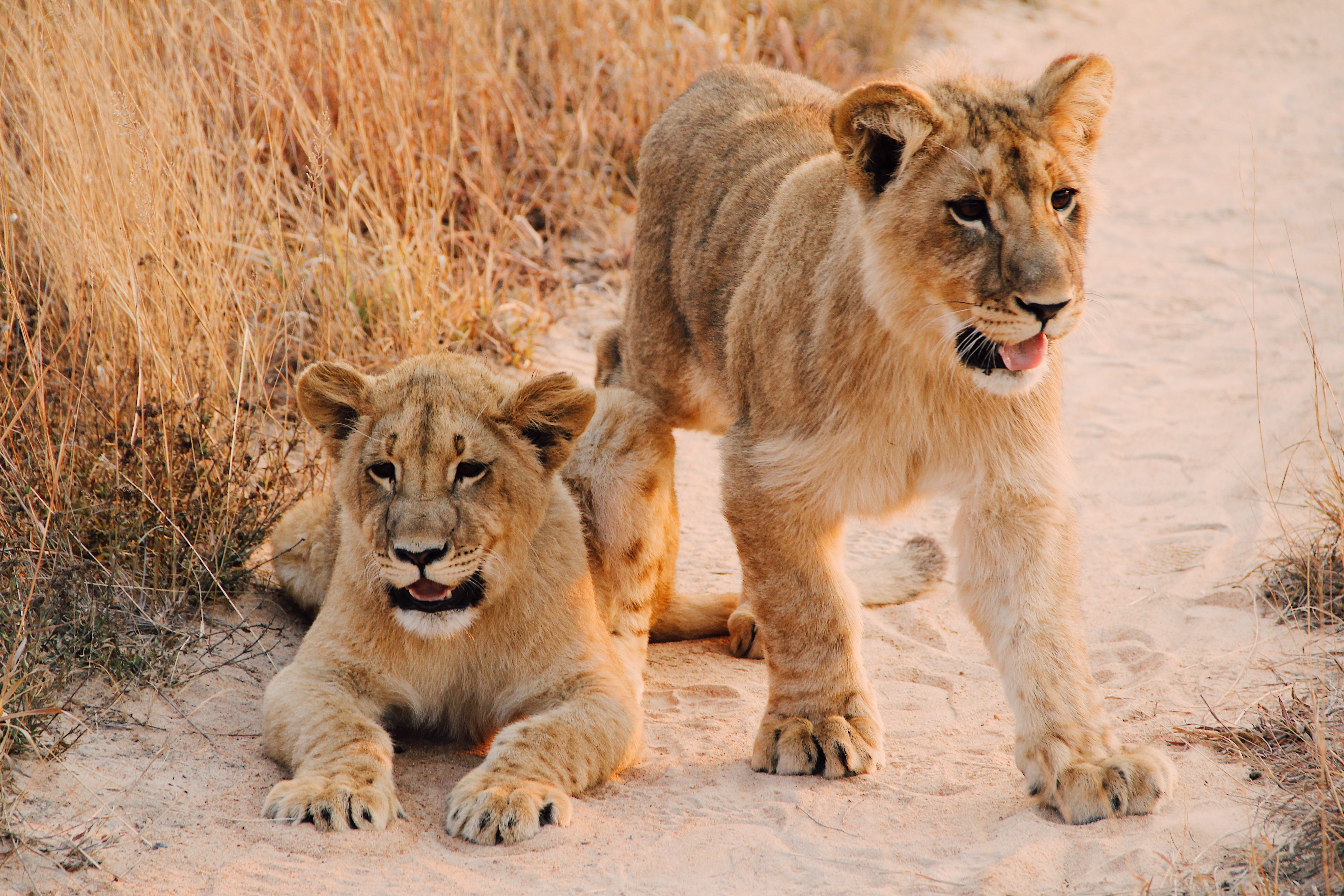 lion, lion cub, young, adventure, daytime, animal wildlife, 5K, animal family, lion - feline, two animals, brown, cat, group of animals, vertebrate, dried, HD Wallpaper
