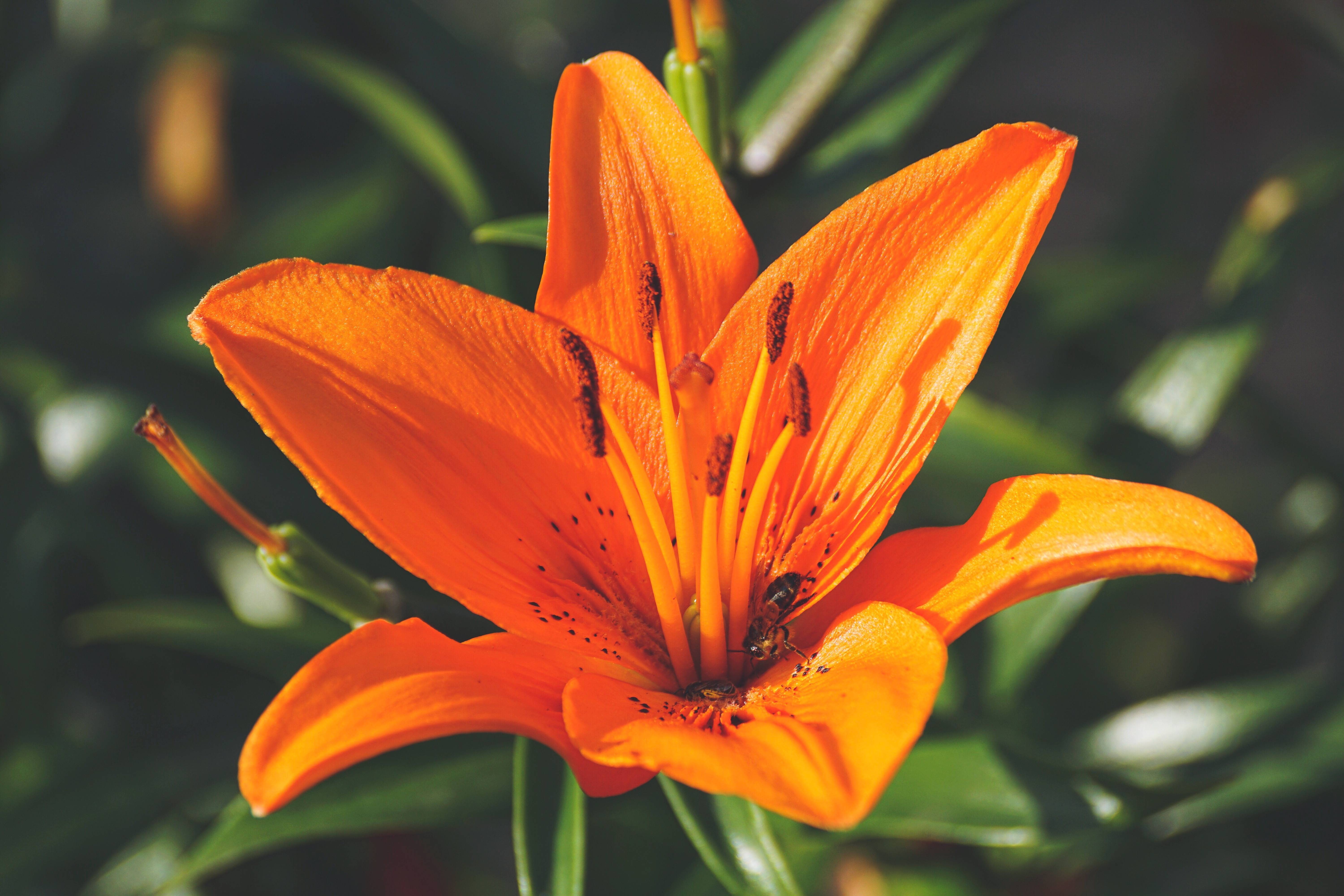 plant, orange, flower, bloom, blossom, 5K, lily, summer, HD Wallpaper