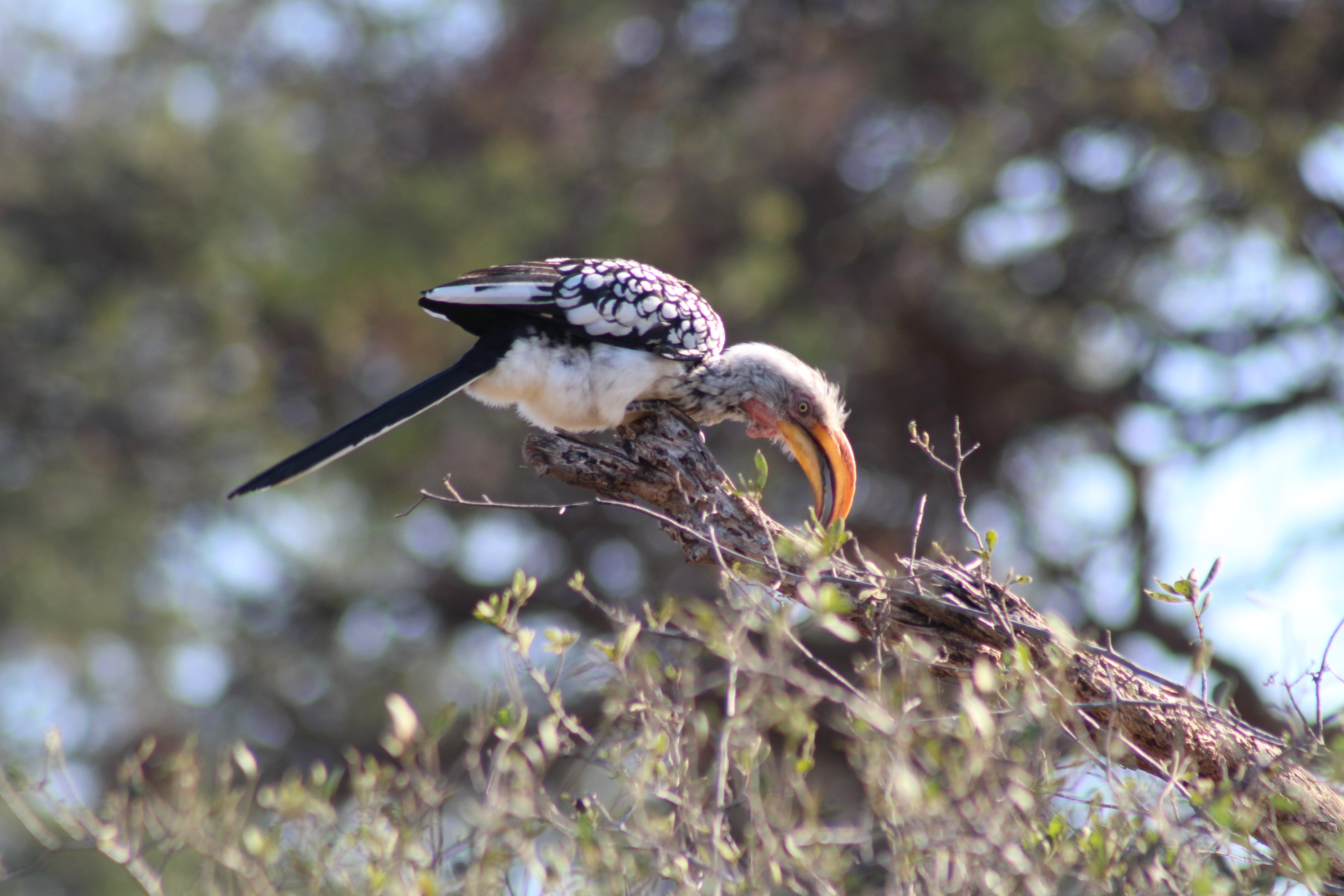 no people, animal themes, woodpecker, animal wildlife, 5K, birds, animal world, safari, large beak, close-up, day, perching, branch, selective focus, animal, HD Wallpaper