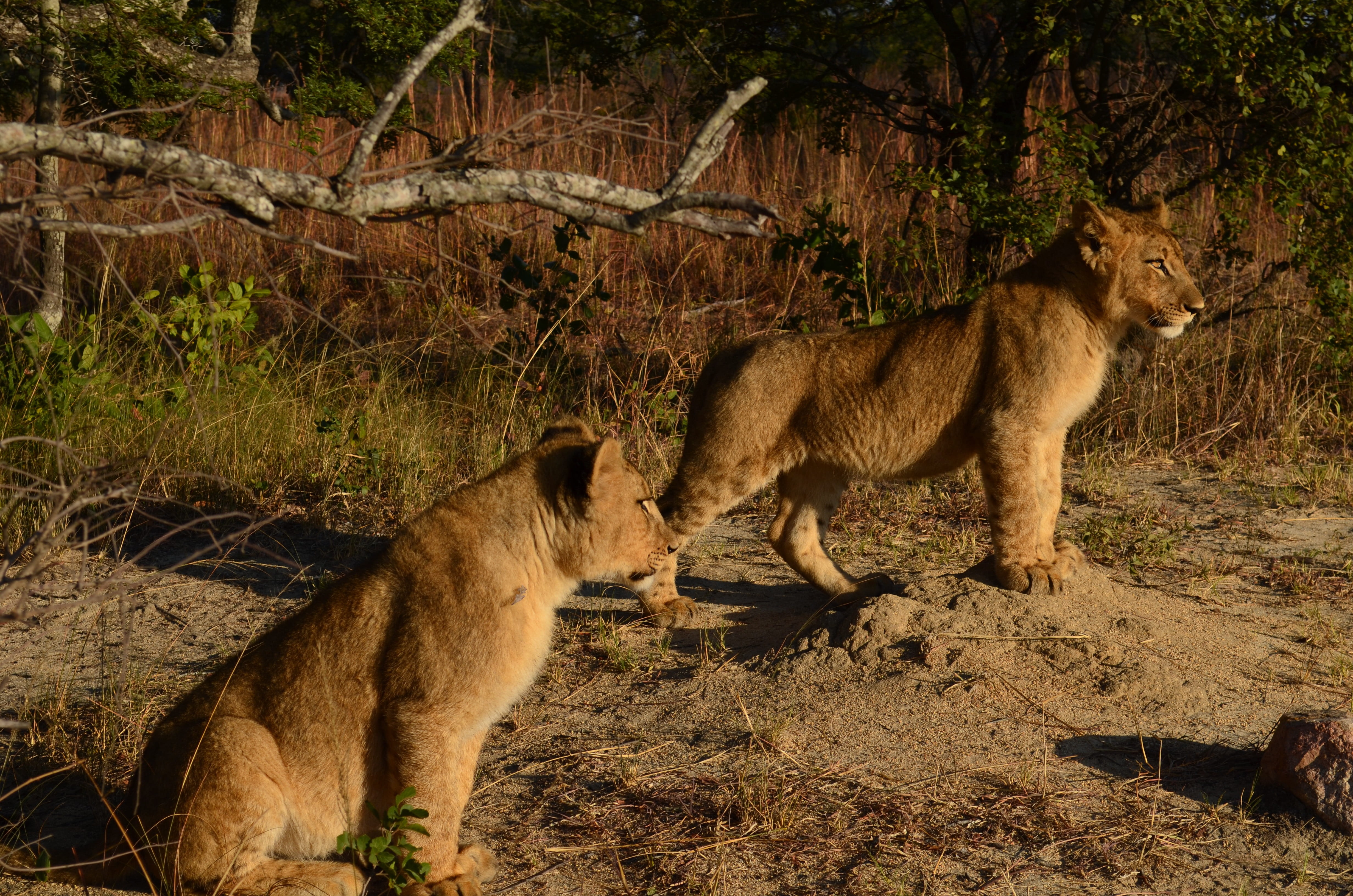 Zimbabwe, Cub, two, Lion, vertebrate, domestic animals, land, big Cat, animal wildlife, group of animals, feline, nature, Cubs, female animal, carnivore, HD Wallpaper
