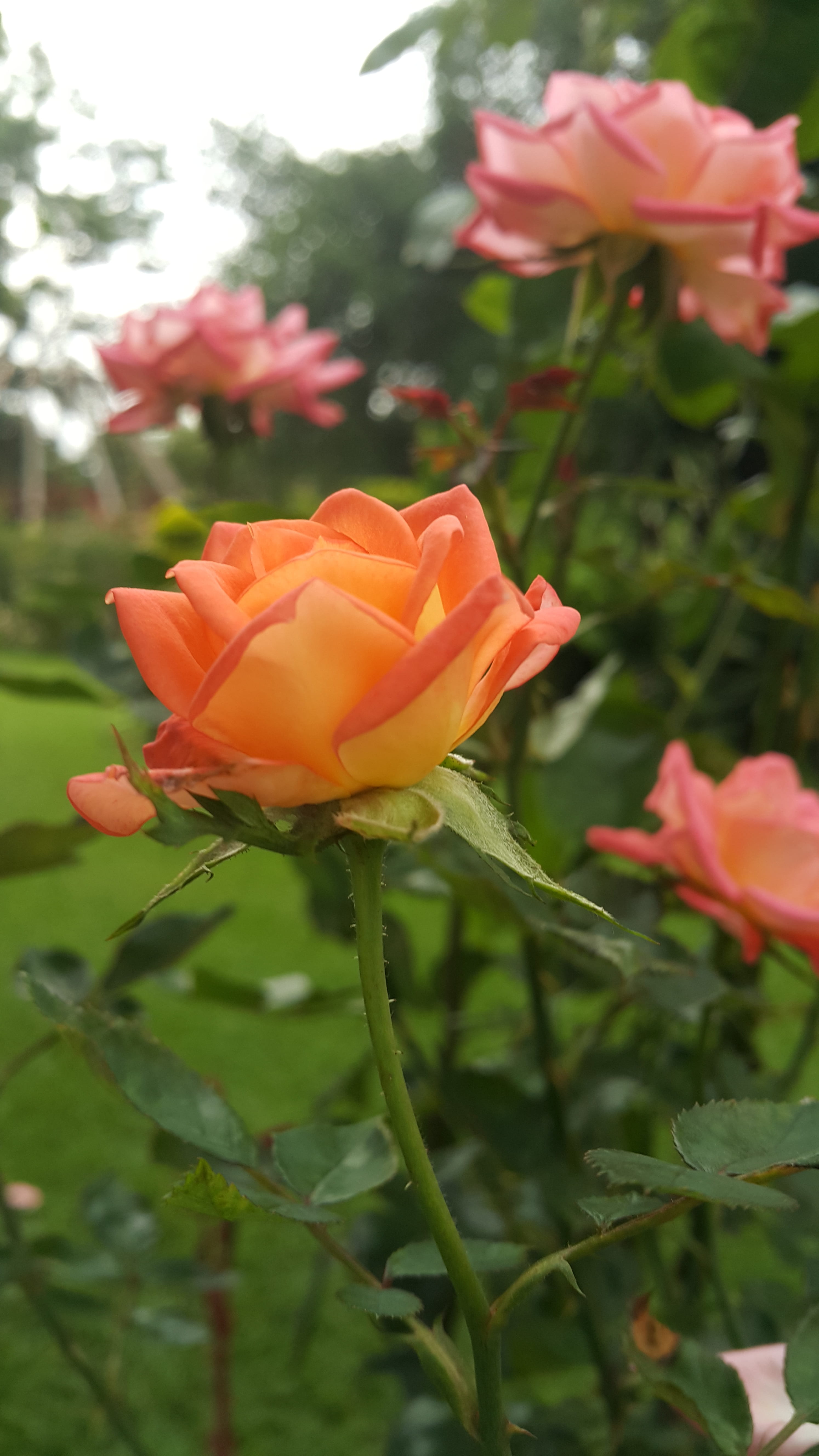 petal, day, freshness, Zimbabwe, plant, growth, flower, 5K, Garden, focus on foreground, no people, beauty in nature, outdoors, orange, flowering plant, Phone HD Wallpaper