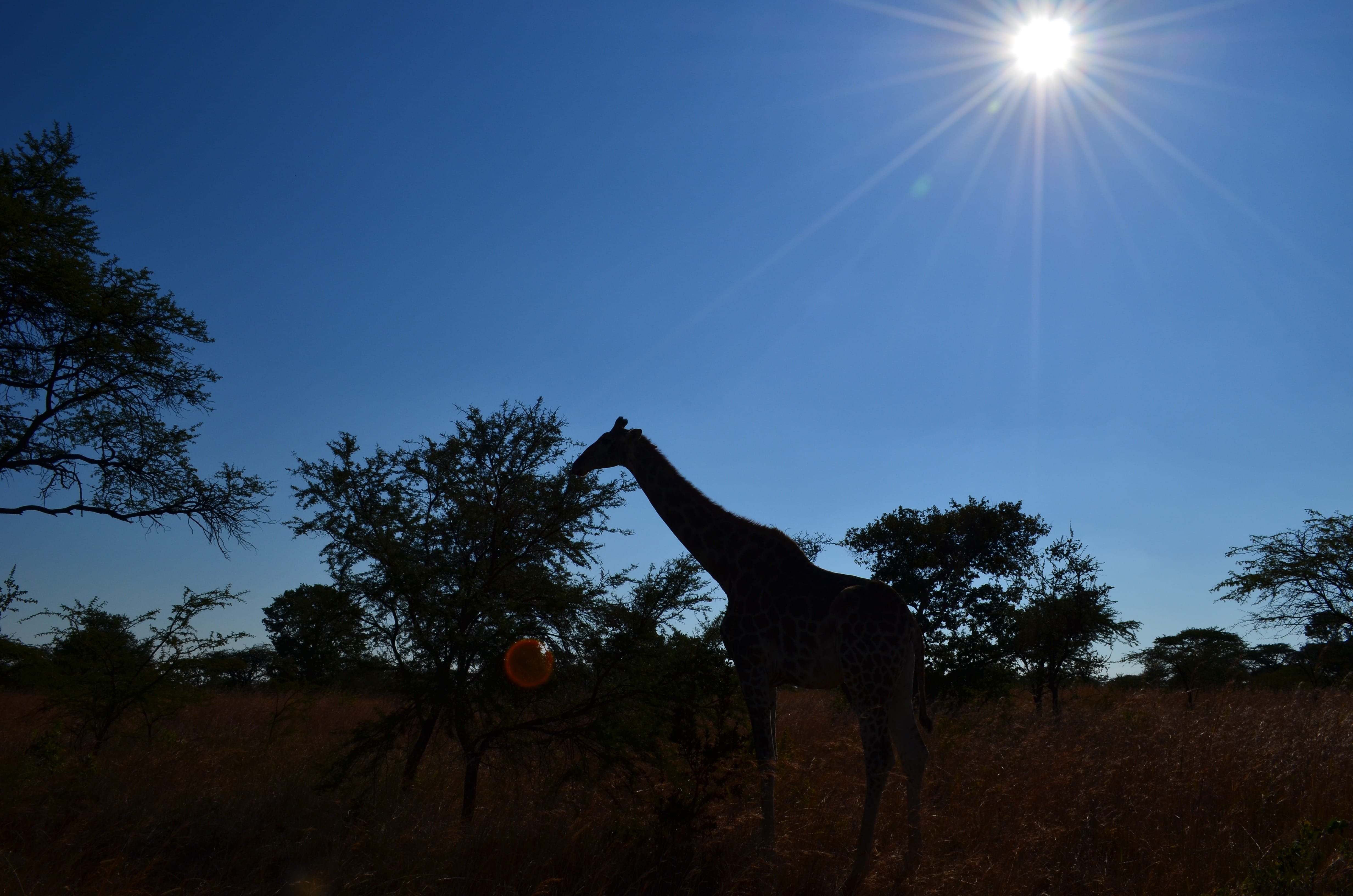 Africa, day, 4K, animal, mammal, sky, wildlife, plant, sunbeam, low angle view, land, sunlight, wild animal, Silhouette, blue, wild, outdoors, animal themes, HD Wallpaper