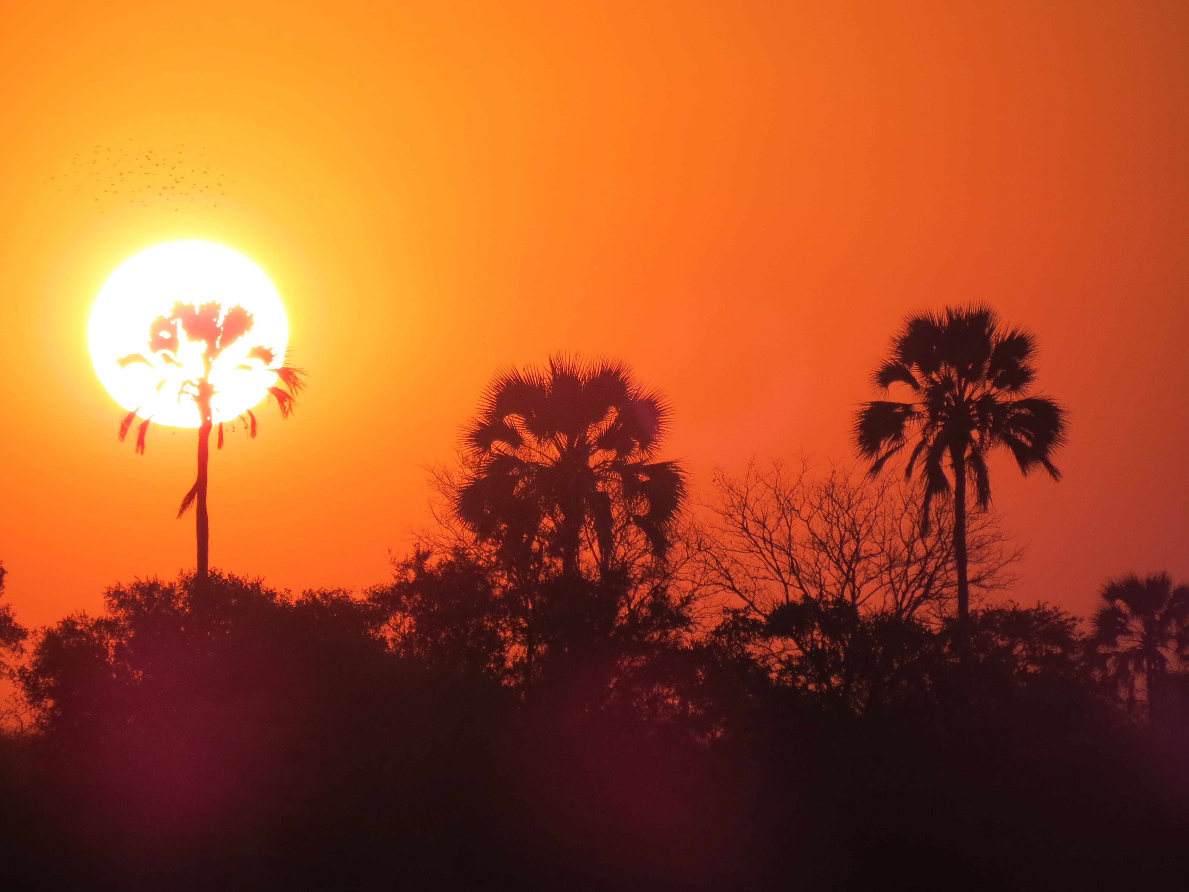 scenics - nature, land, idyllic, sun, nature, sky, beauty in nature, sunlight, tree, plant, outdoors, sunset, orange color, non-urban scene, dusk, tranquility, HD Wallpaper