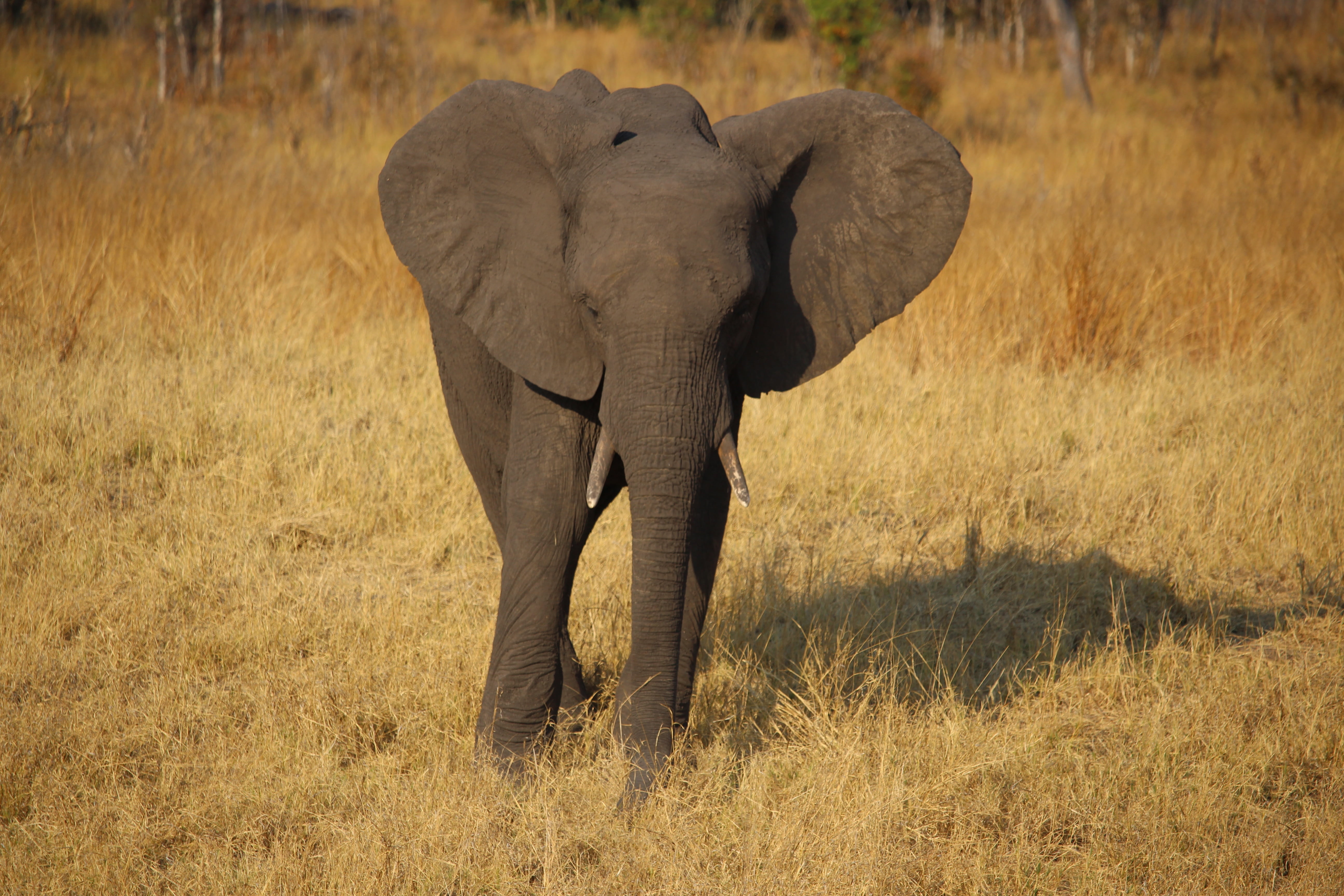 grass, young elephant, standing, plant, no people, african elephant, animal, mammal, large, elephant, day, animal trunk, safari Animals, animals In The Wild, HD Wallpaper