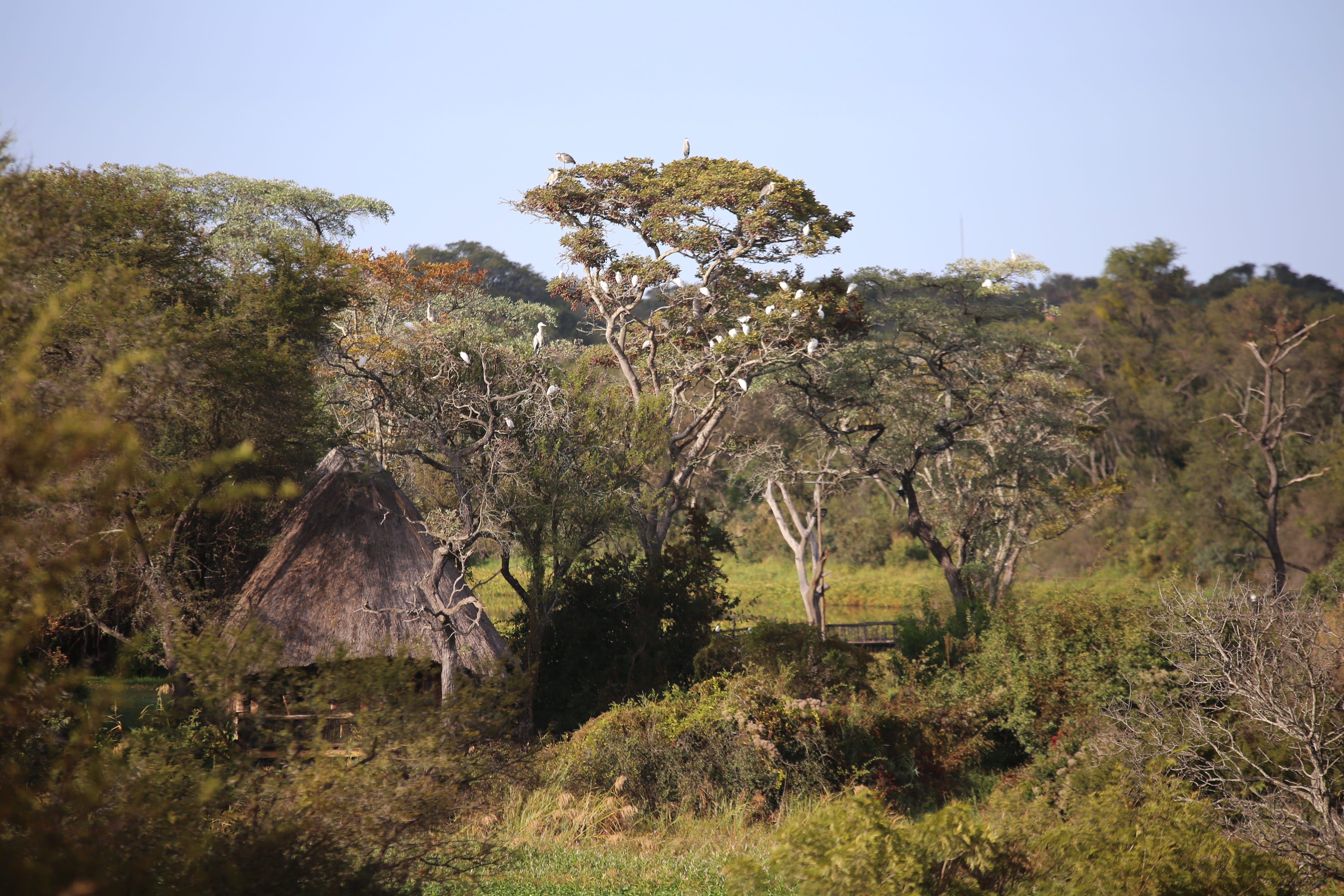 grass, outdoors, green color, sky, gweru, tree, environment, birds, tranquility, grassland, land, stork, wildlife, forest, beauty in nature, african landscape, HD Wallpaper