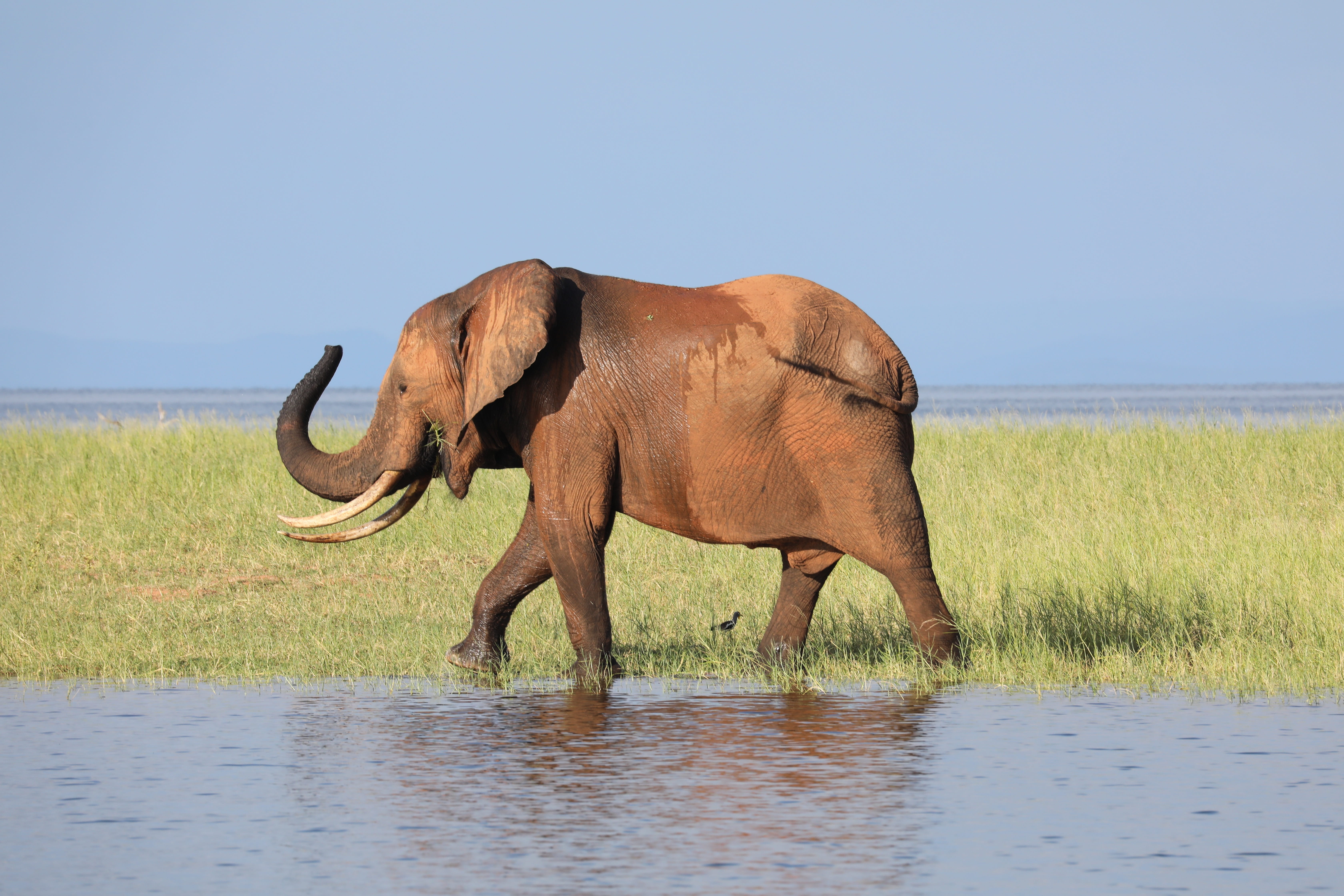 safari, african elephant, water, one animal, drinking, zimbabwe, plant, day, conservation, nature, 5K, elephant, grass, mammal, no people, animals in the wild, HD Wallpaper