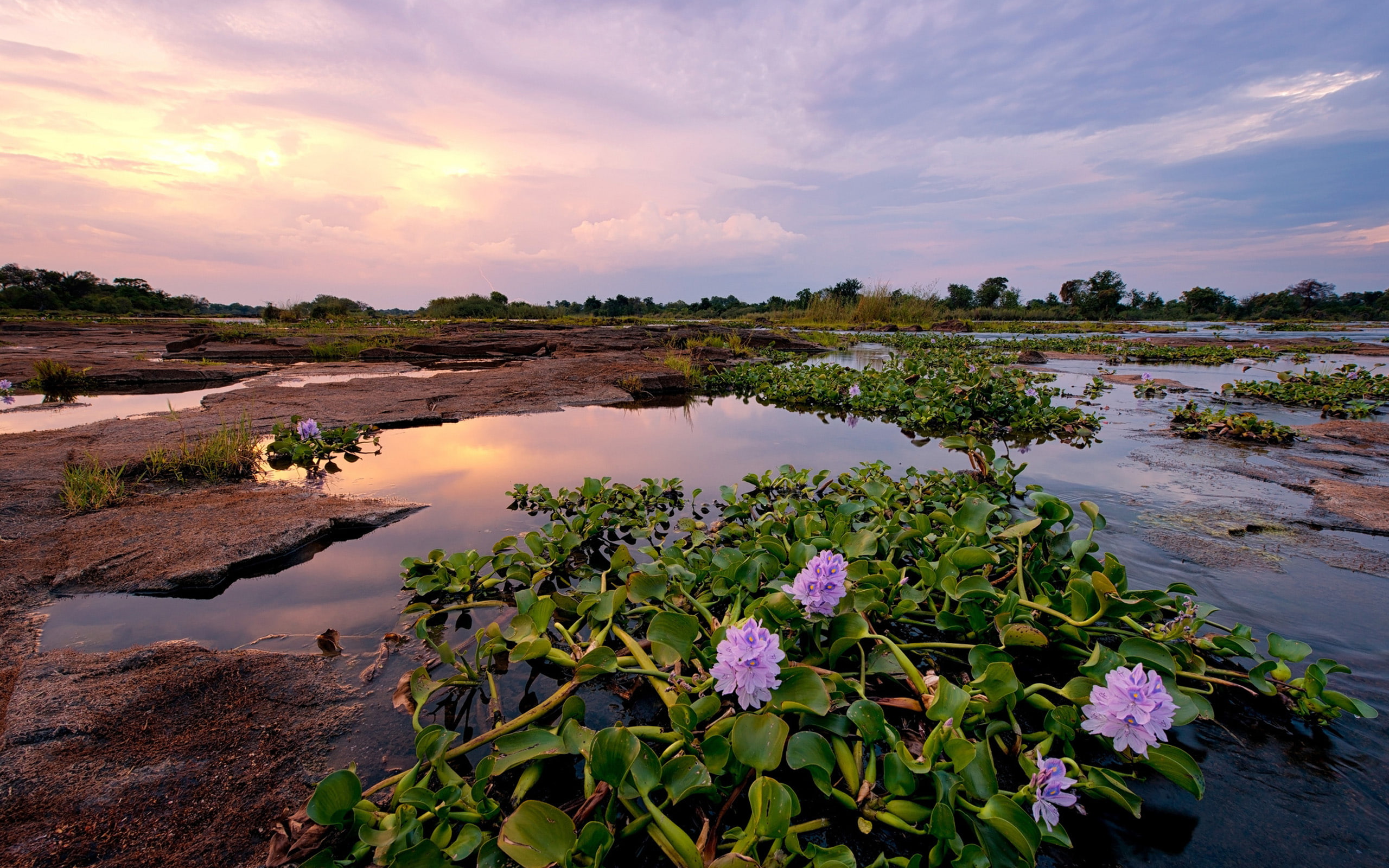 green, zimbabwe, widescreen, sunset, river, purple, 2K, leaves, african, flowers, HD Wallpaper