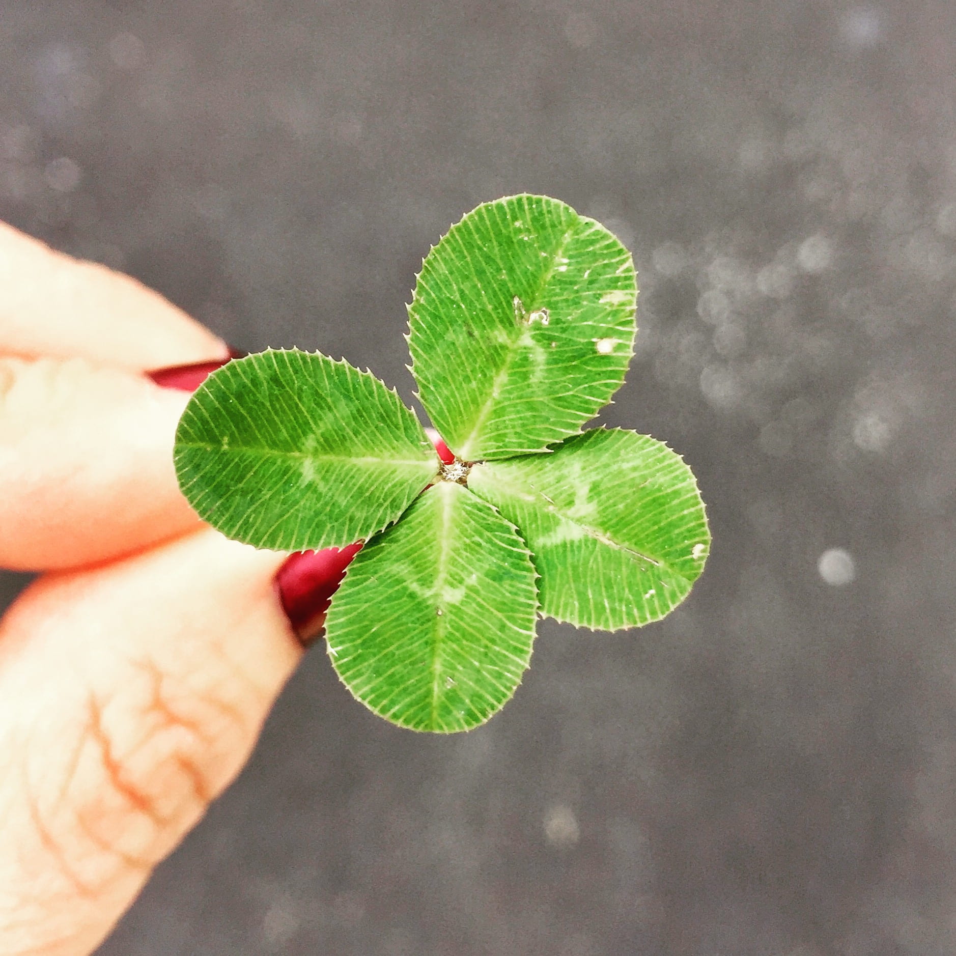 focus on foreground, leaf, high angle view, person, holding, green, outdoors, close-up, plant, 4 leaf, beauty in nature, design, finger, human limb, luck, Phone HD Wallpaper