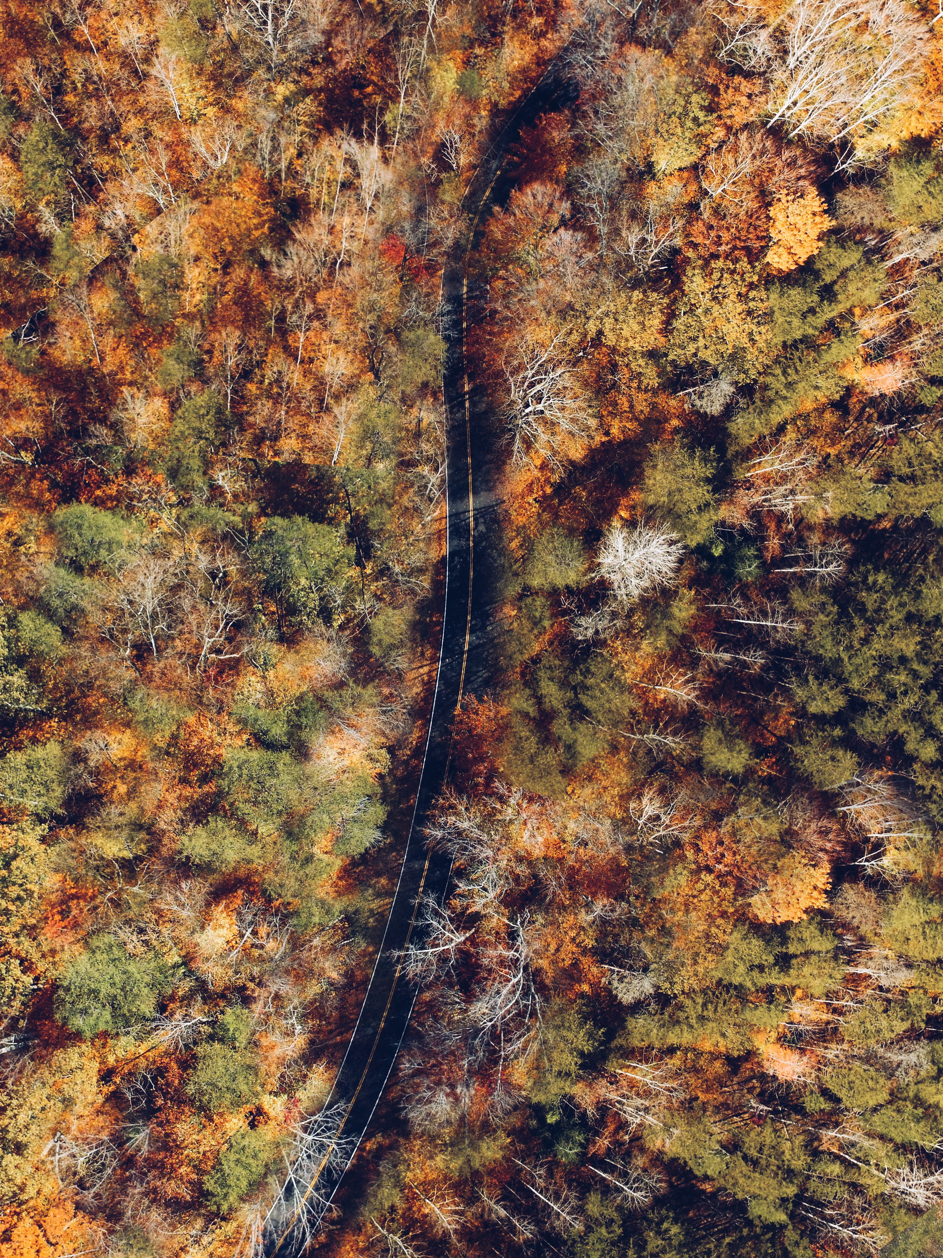 colorful, forest, dji, road, phantom, black, amazing, autumn, outdoors, land, idyllic, no people, woodland, high angle view, photography, road trip, non-urban scene, Phone HD Wallpaper
