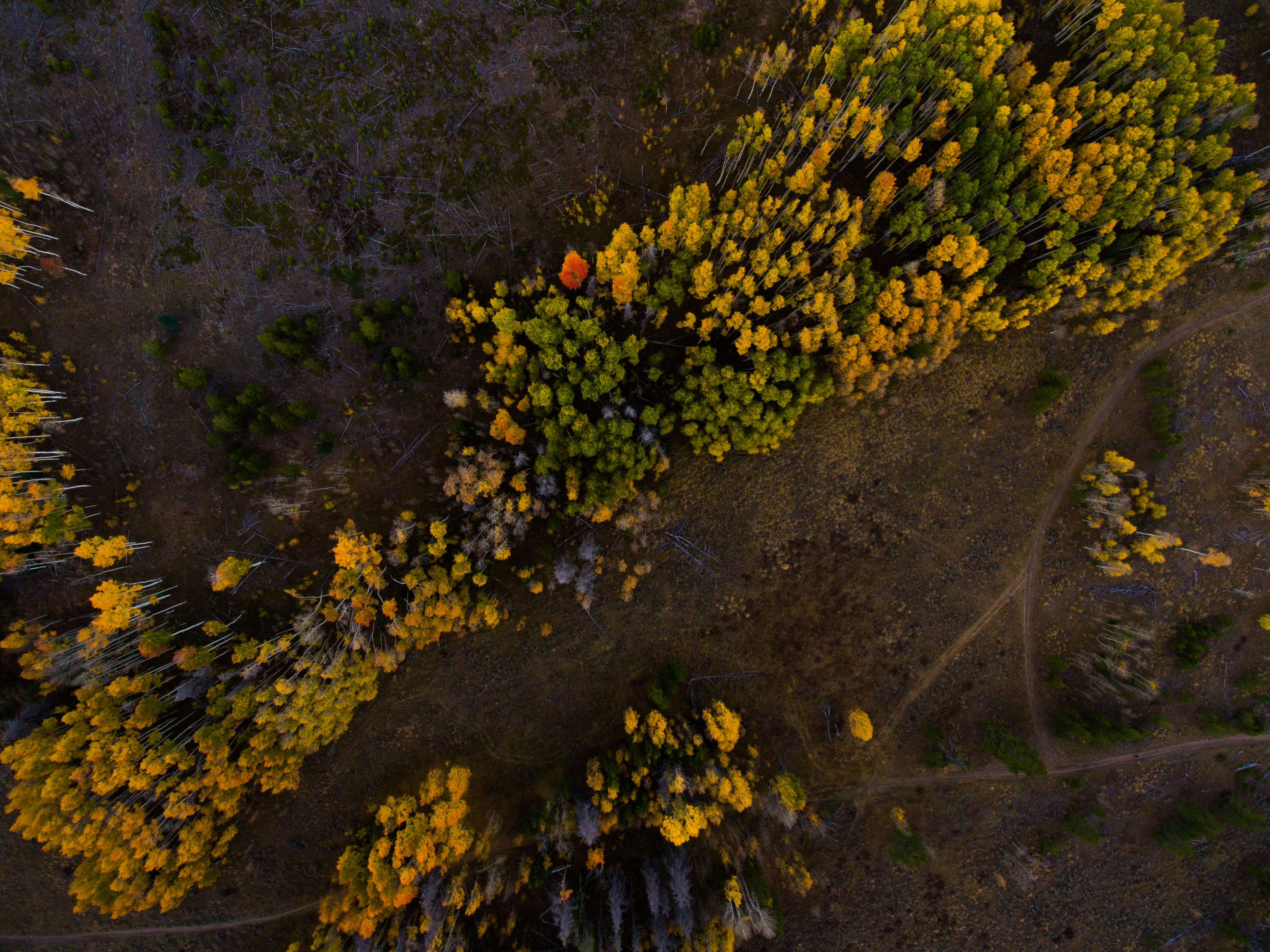 sea, growth, scenics - nature, outdoors, view, 4K, leaf, tranquil scene, branch, drone view, green plants, s, water, tranquility, flower, woodland, tree, HD Wallpaper