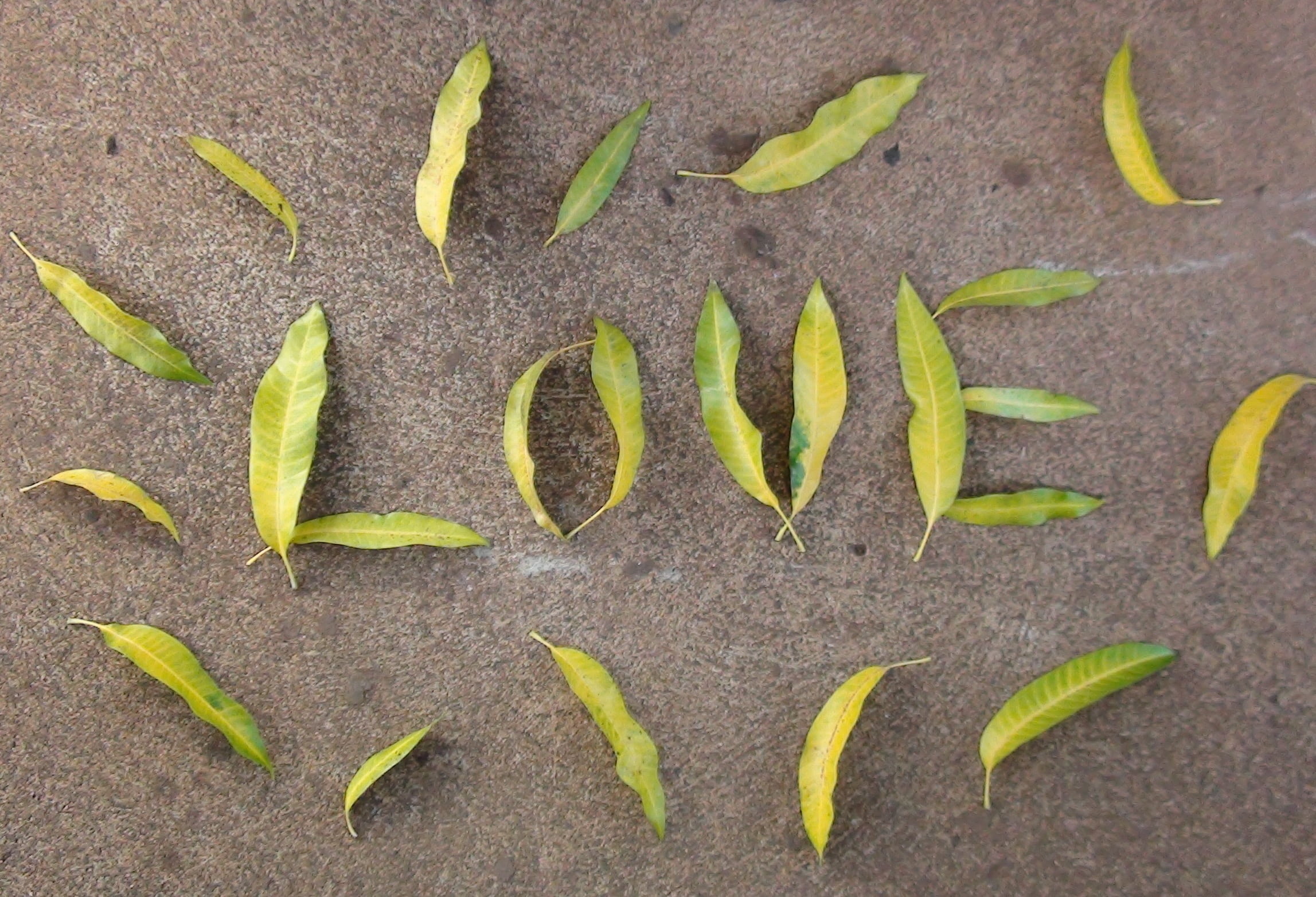 romantic, outdoors, leaves, love, healthy eating, wellbeing, gray, large group of objects, green, nature, surface, pepper, 1080P, backgrounds, spice, natural, HD Wallpaper