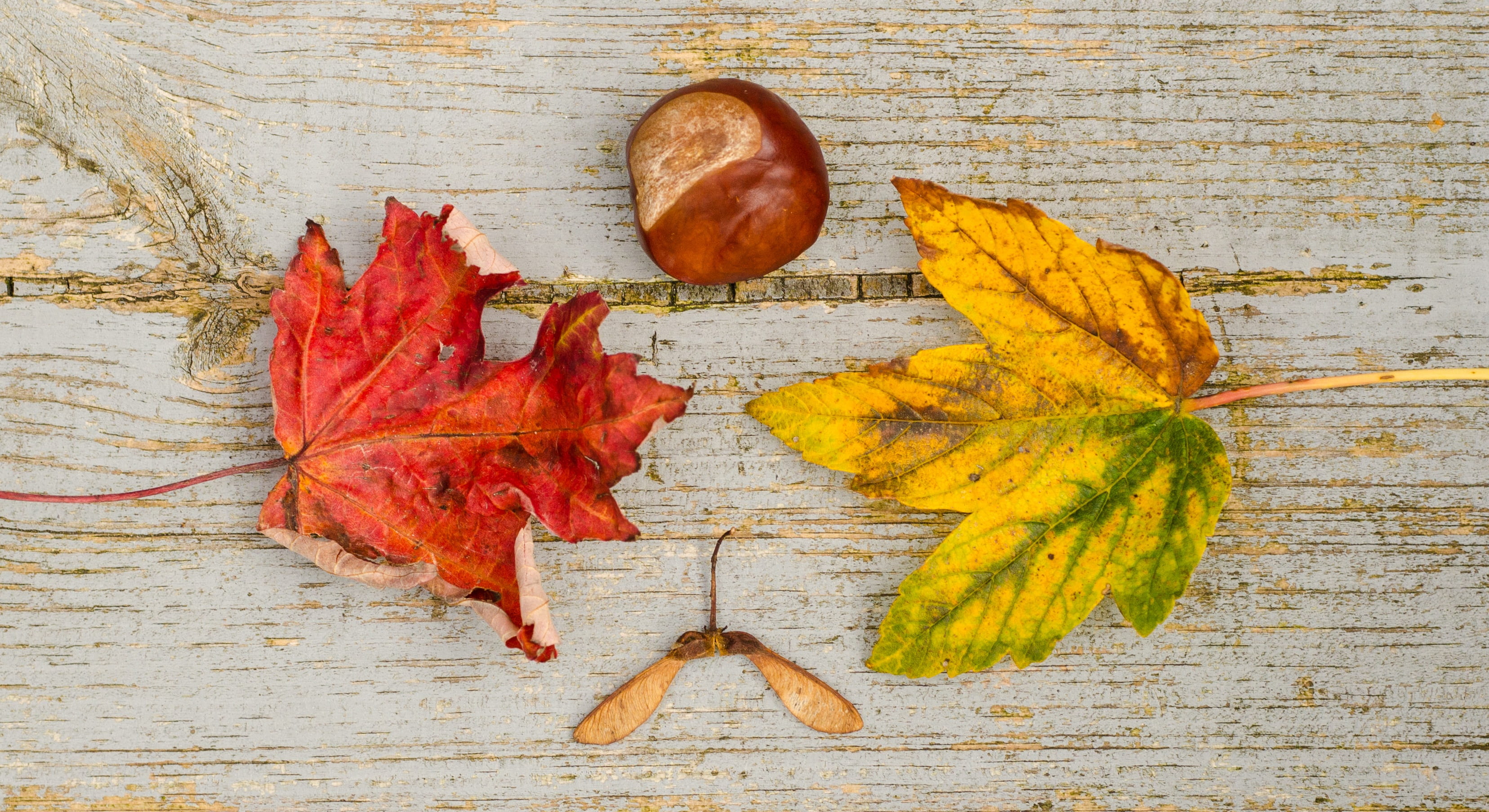 autumn, high angle view, photography, fall leaves background, november, directly above, fruit, dry, fall leaves, food and drink, nature, chestnut, maple leaf, HD Wallpaper