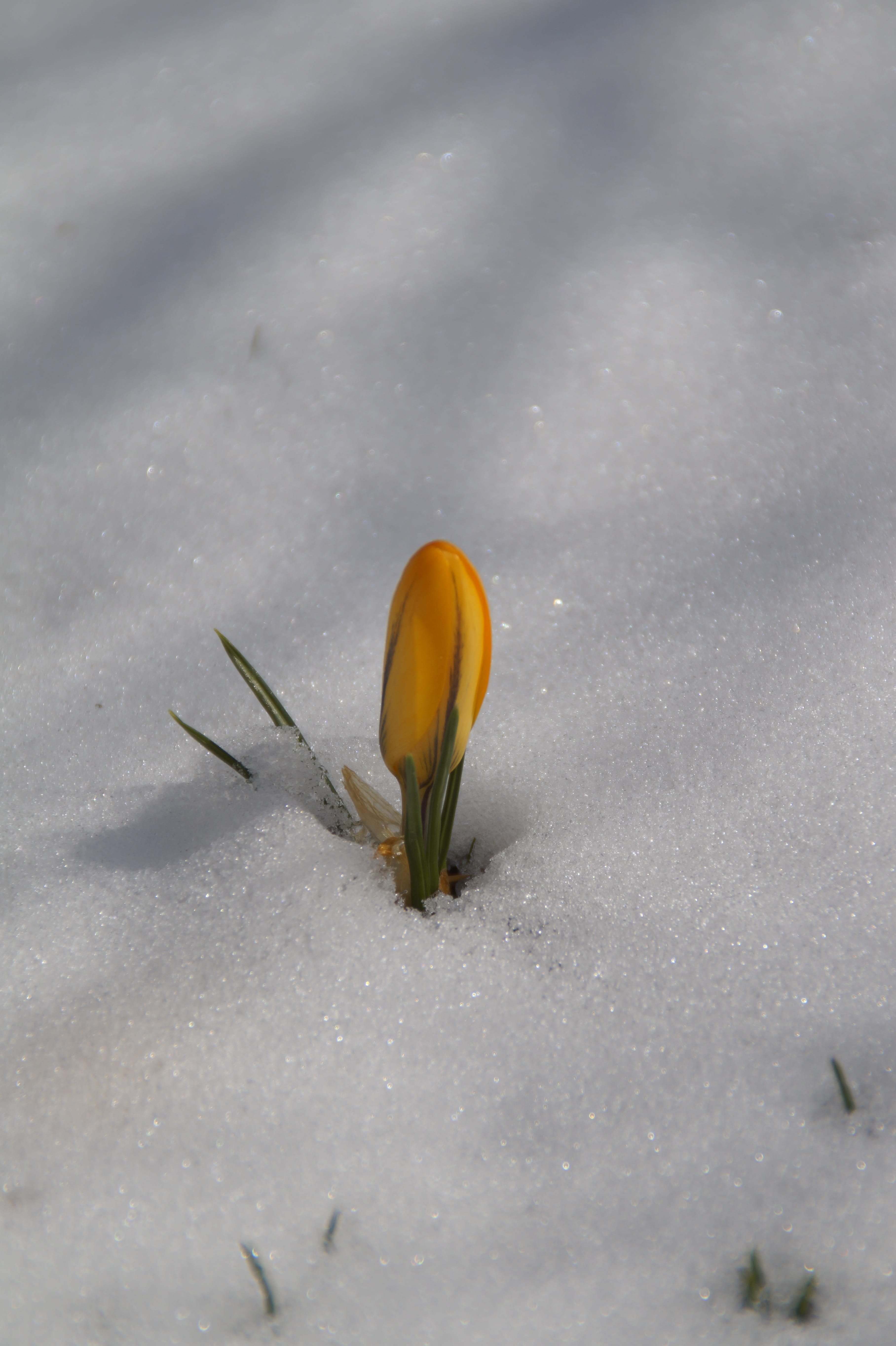 spring awakening, in the snow, coldsnap, high angle view, freshness, flowering plant, land, nature, defiant, yellow crocus, a, easter, snow, no people, Phone HD Wallpaper