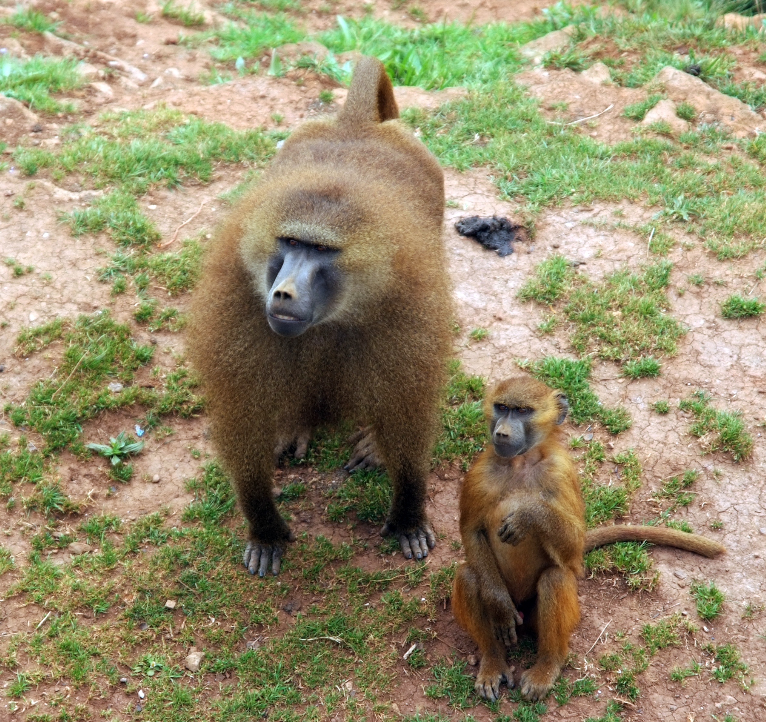 nature, animal family, africa, group of animals, two animals, 1080P, young animal, care, outdoors, primate, field, vertebrate, plant, animal wildlife, HD Wallpaper